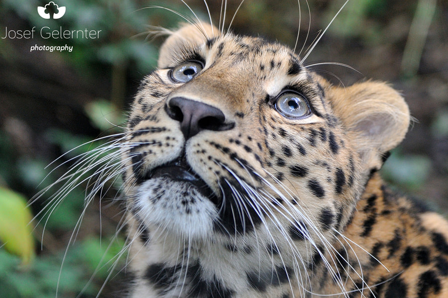 Nikon D3S sample photo. Wondering amur leopard photography