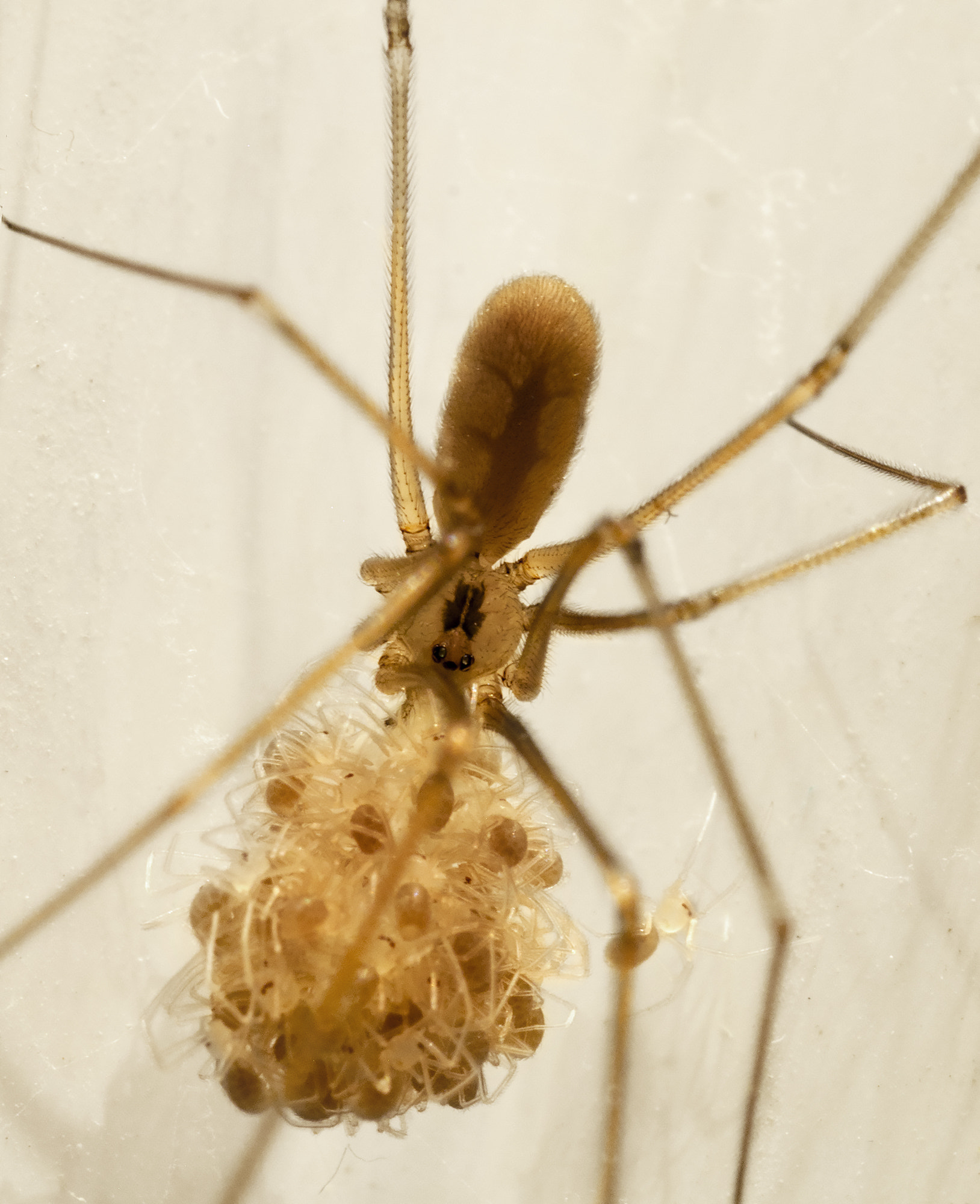 Olympus E-520 (EVOLT E-520) + Sigma 105mm F2.8 EX DG Macro sample photo. Spider-mom photography