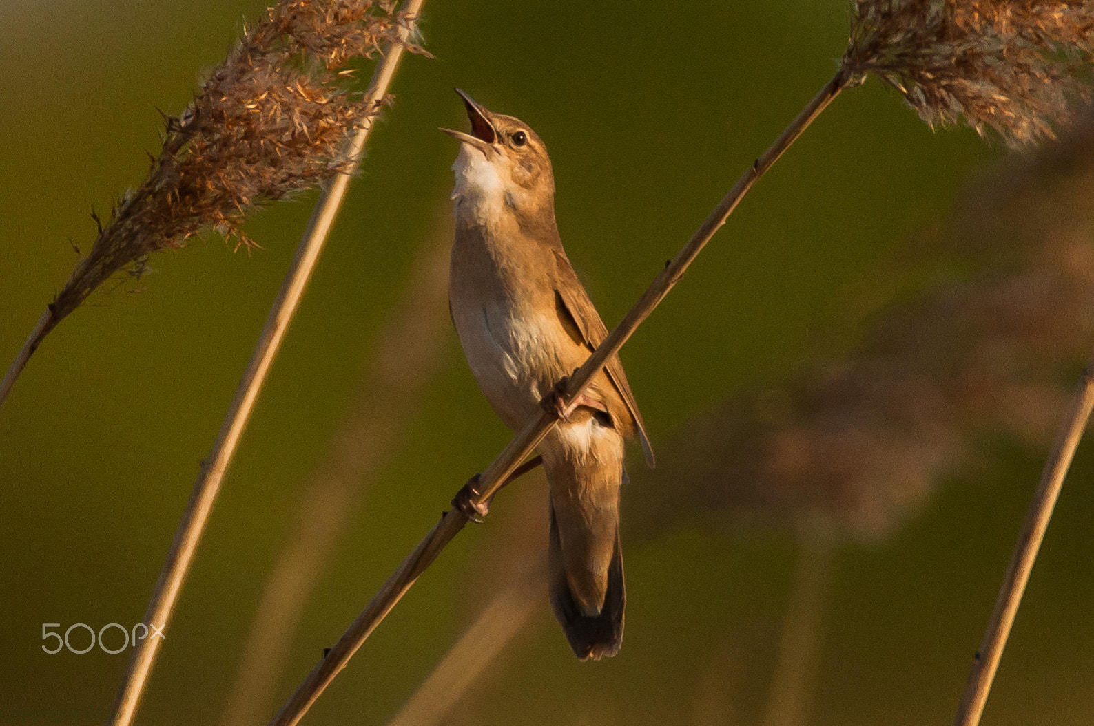 Sigma 150-600mm F5-6.3 DG OS HSM | C sample photo. Savi's warbler / snor photography