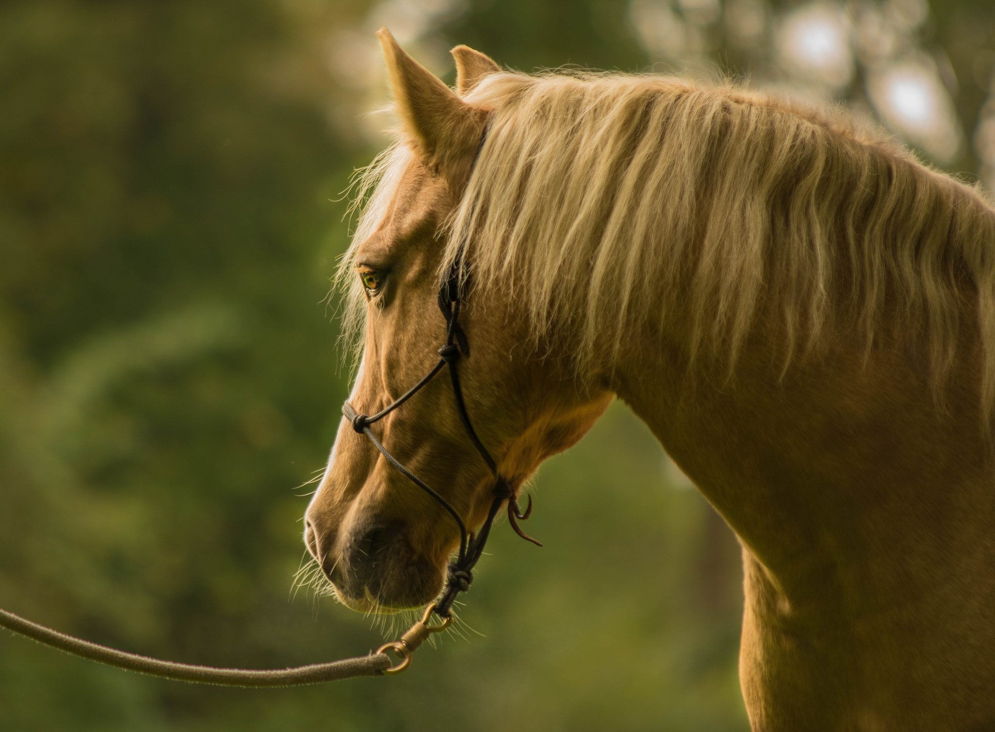 Sigma 70-200mm F2.8 EX DG Macro HSM II sample photo. Hungarian warmblood photography