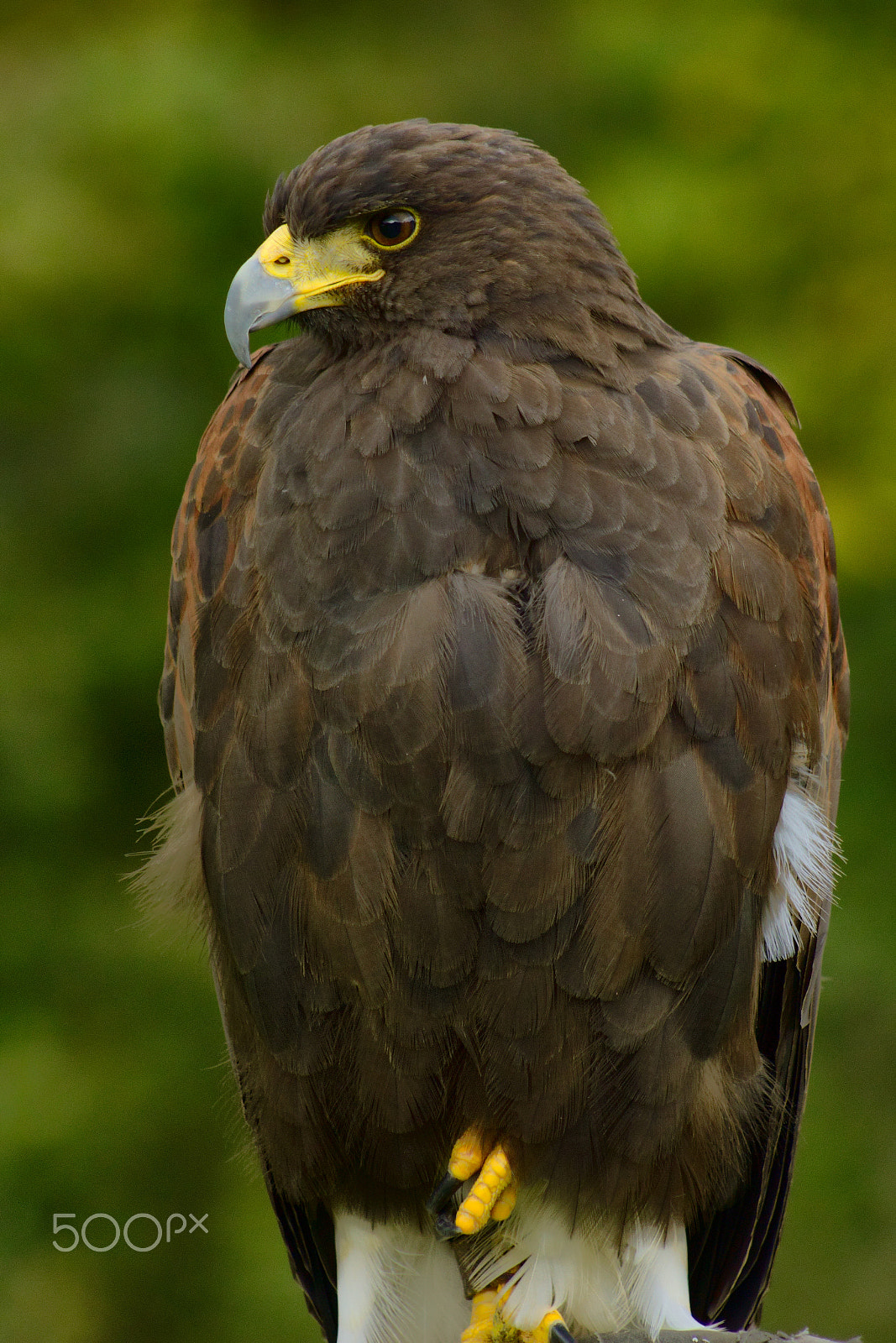 Canon EF 75-300mm f/4-5.6 USM sample photo. A carefully posed golden eagle photography