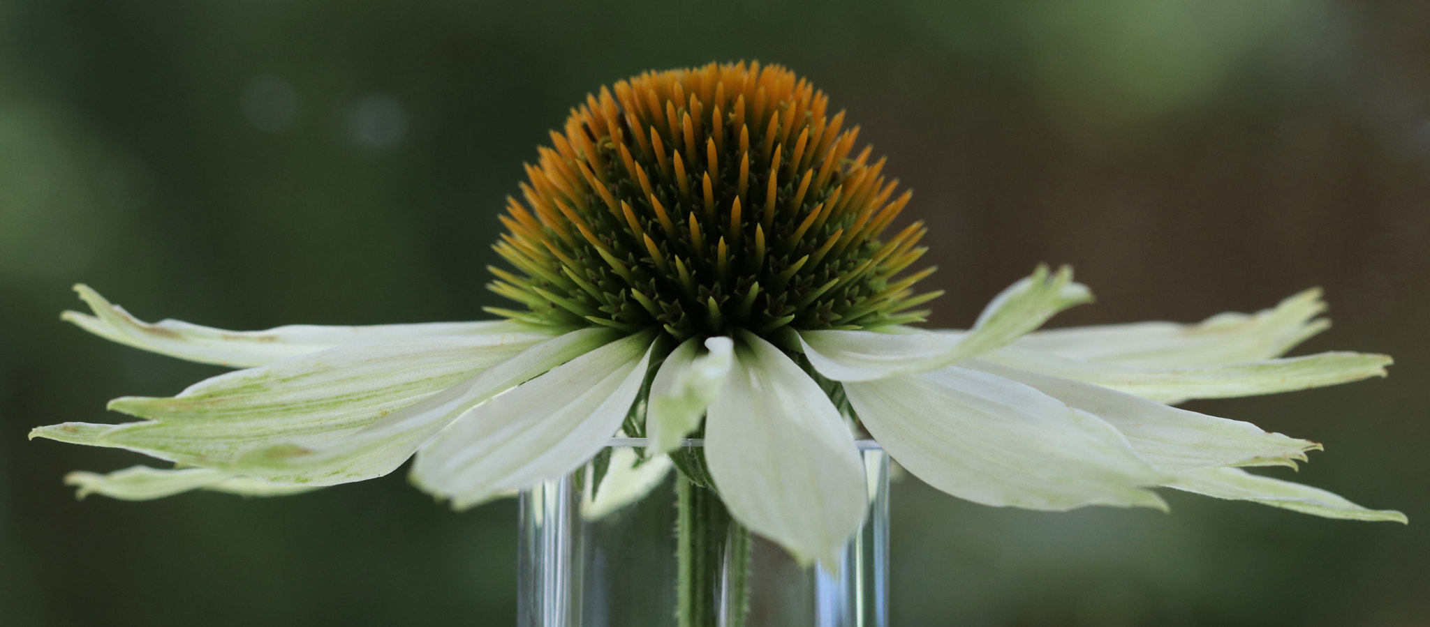 Canon EF 100mm F2.8L Macro IS USM sample photo. Coneflower photography