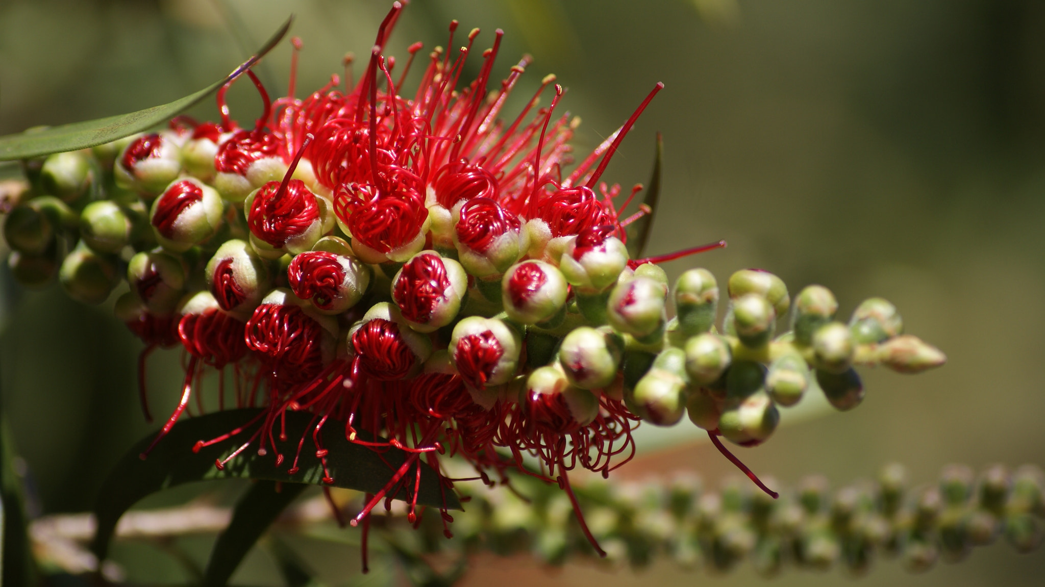 Sony Alpha DSLR-A300 sample photo. Bottlebrush photography