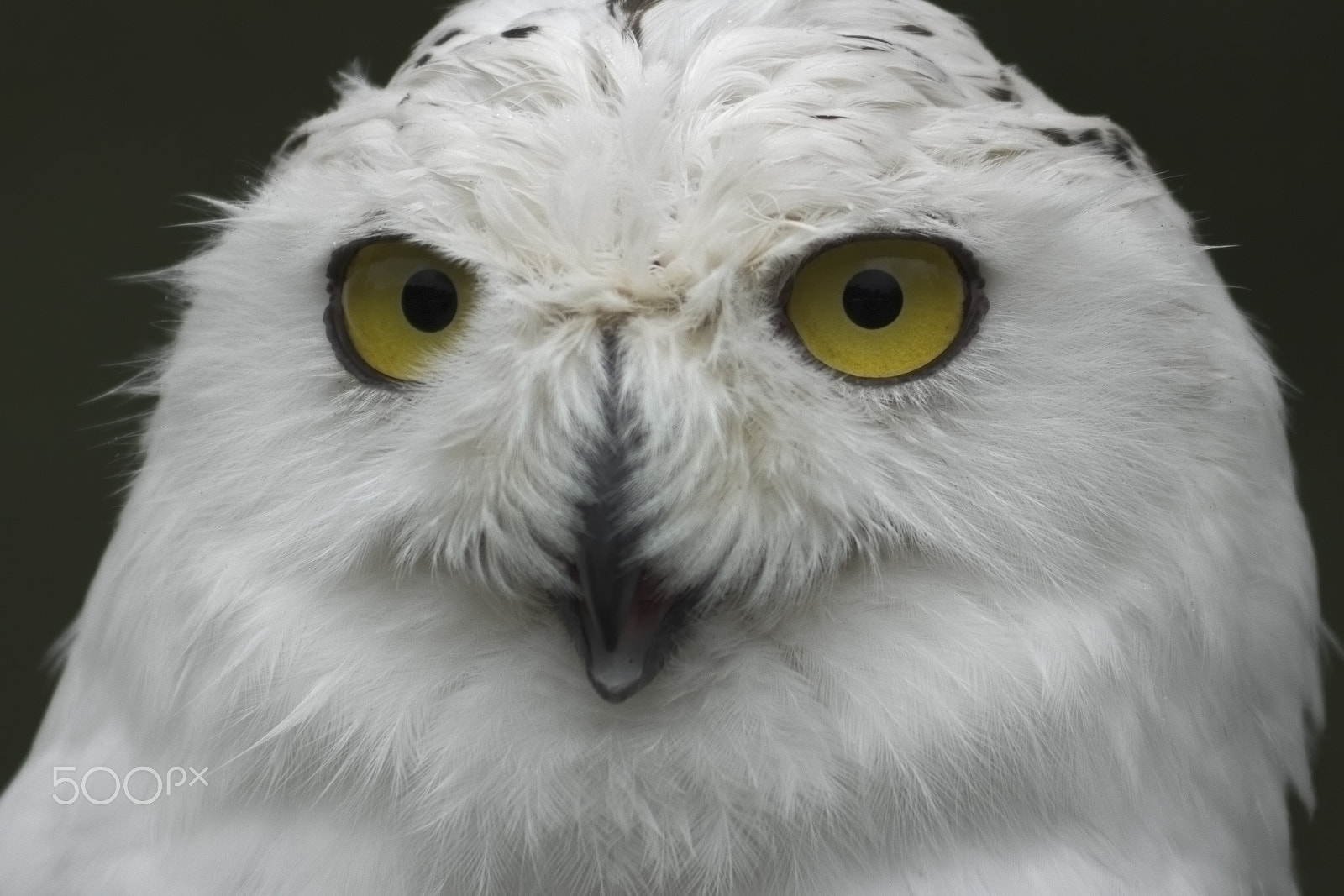 Canon EF 75-300mm f/4-5.6 USM sample photo. Snowy/white owl photography