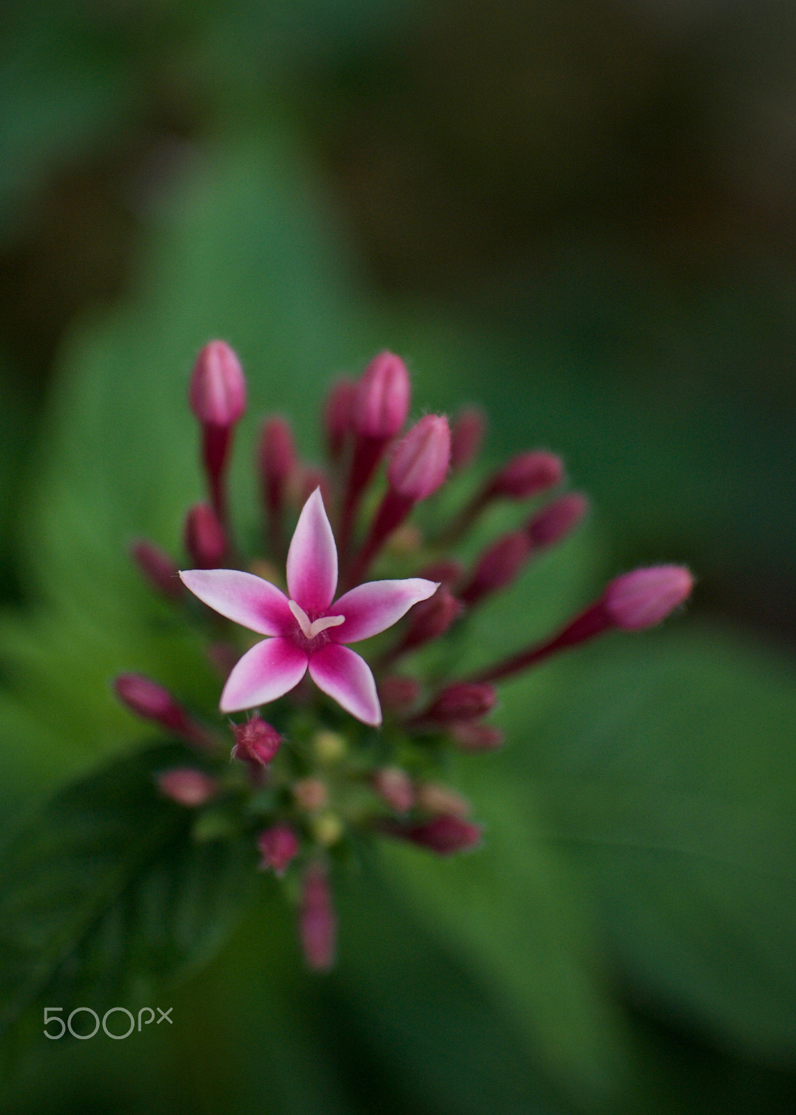 Nikon 1 J2 sample photo. Pentas photography