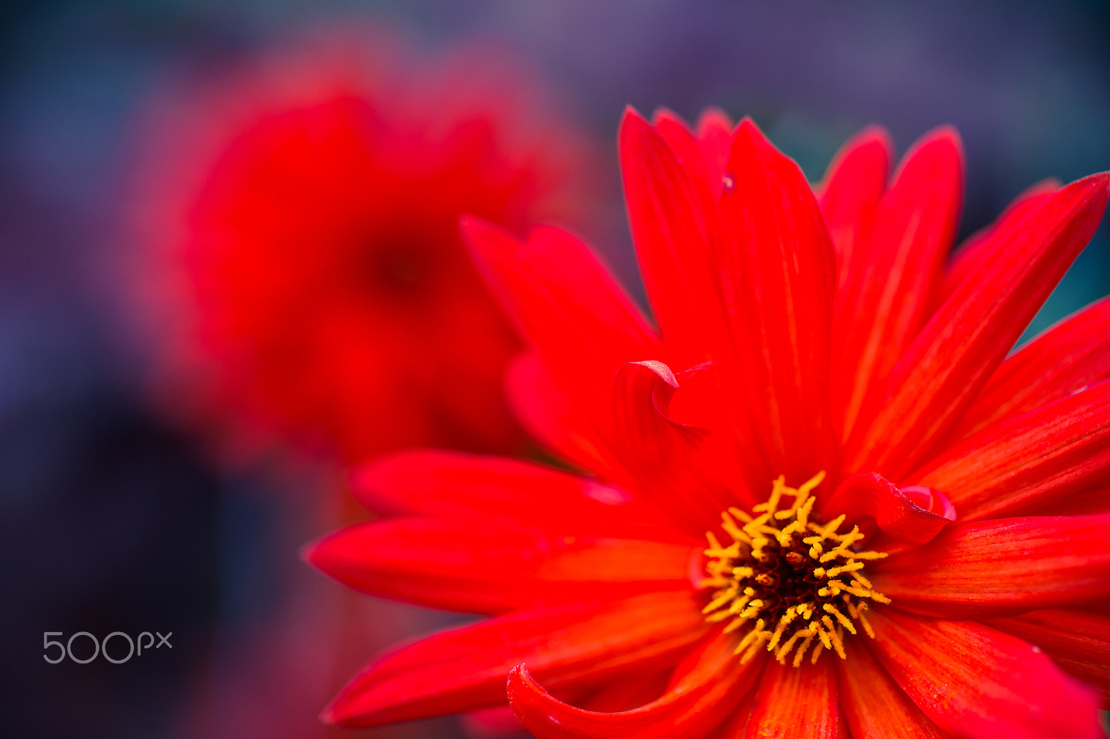 Nikon Df sample photo. Flaming photography