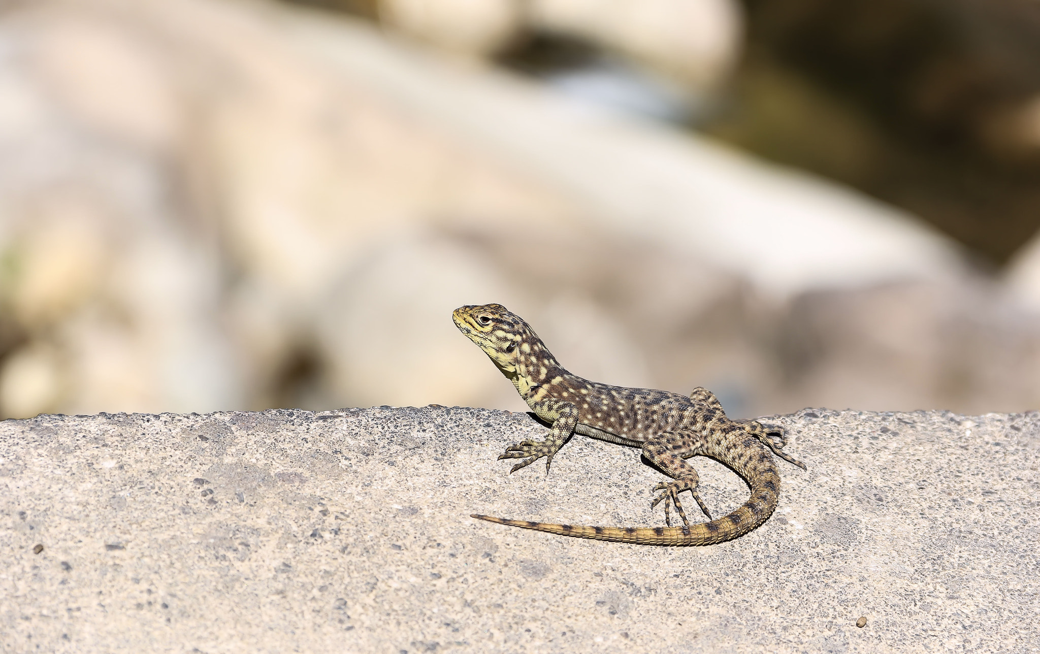 Canon EF-S 18-135mm F3.5-5.6 IS sample photo. Lizard photography
