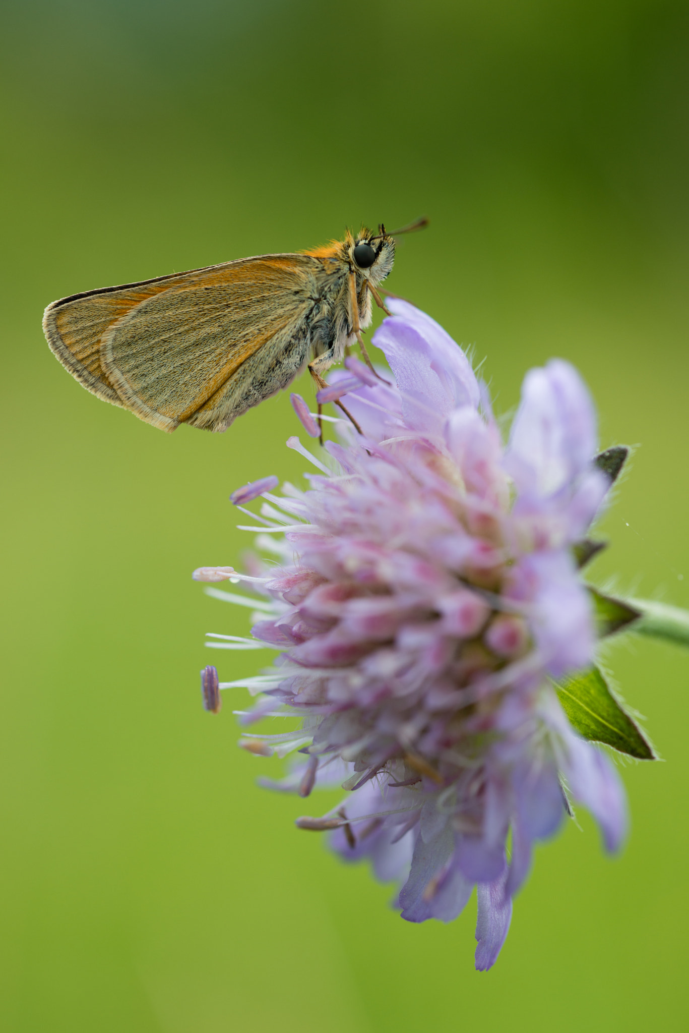 Nikon D800 + AF Micro-Nikkor 55mm f/2.8 sample photo. Dickkopffalter photography