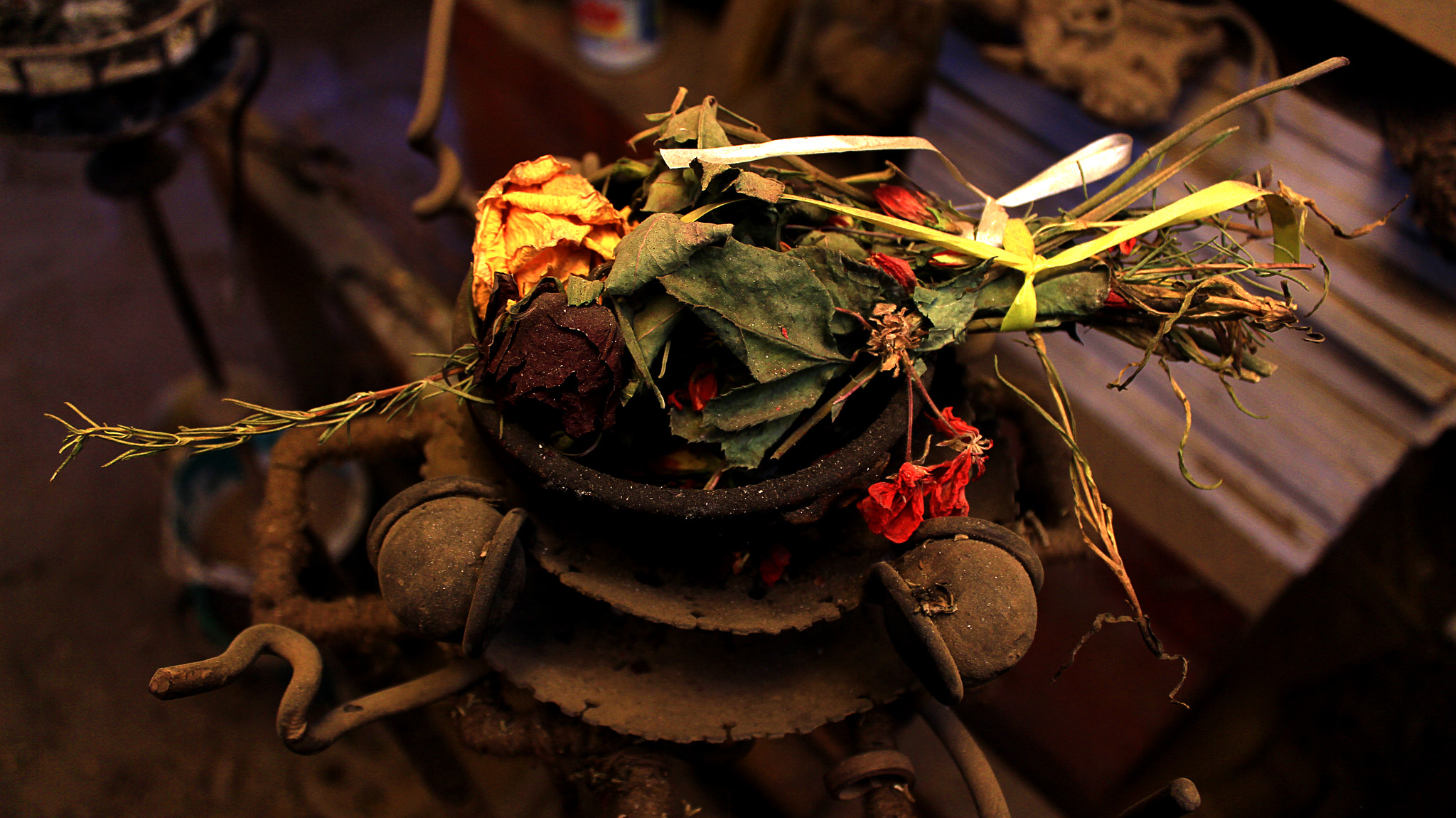 Canon EOS 700D (EOS Rebel T5i / EOS Kiss X7i) sample photo. Koa photography