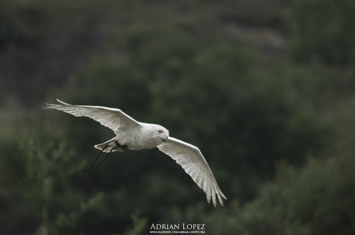 Sigma 150-500mm F5-6.3 DG OS HSM sample photo. Lechuza blanca photography