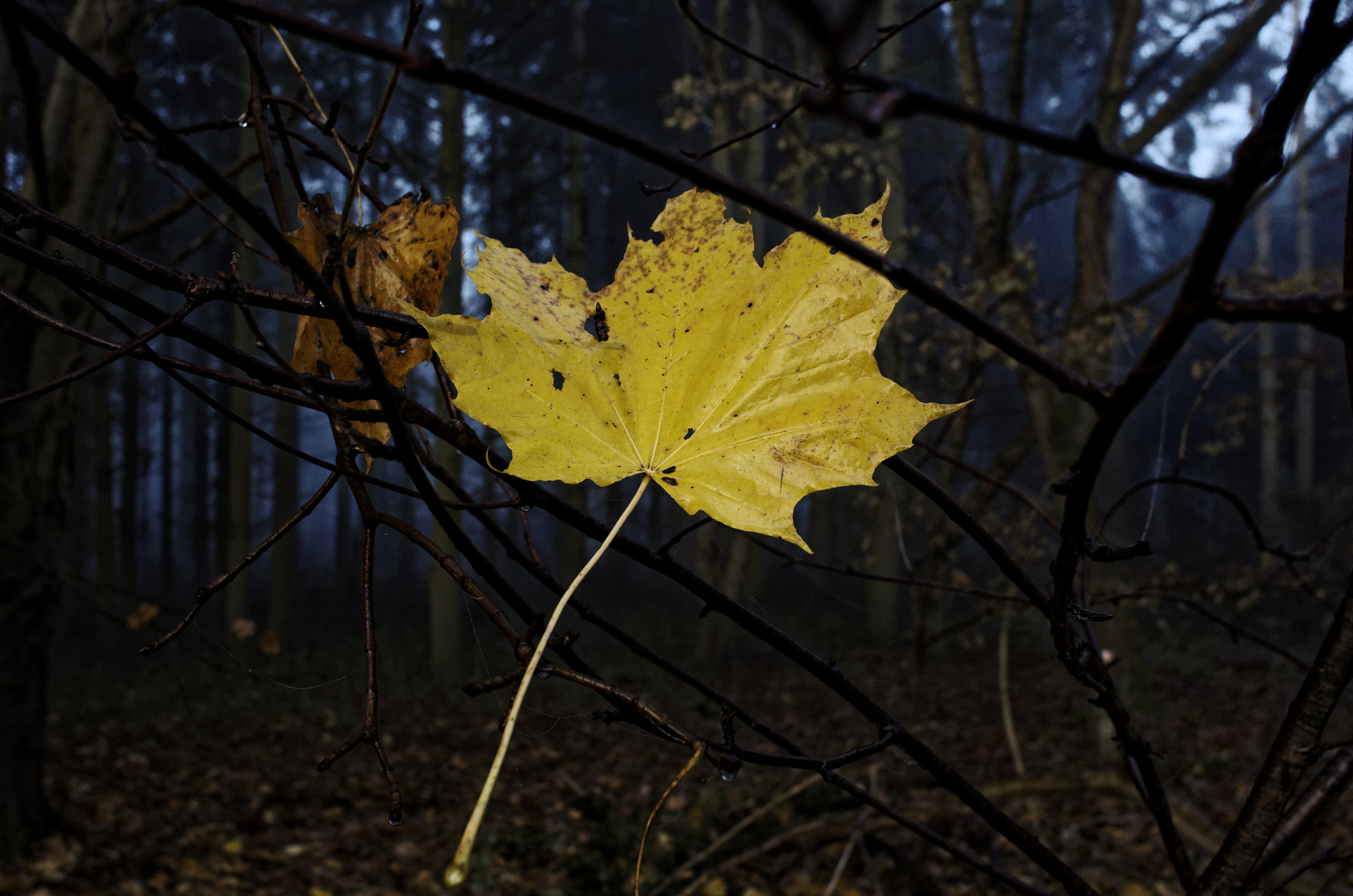 Pentax K-5 + A Series Lens sample photo. Nevermind photography