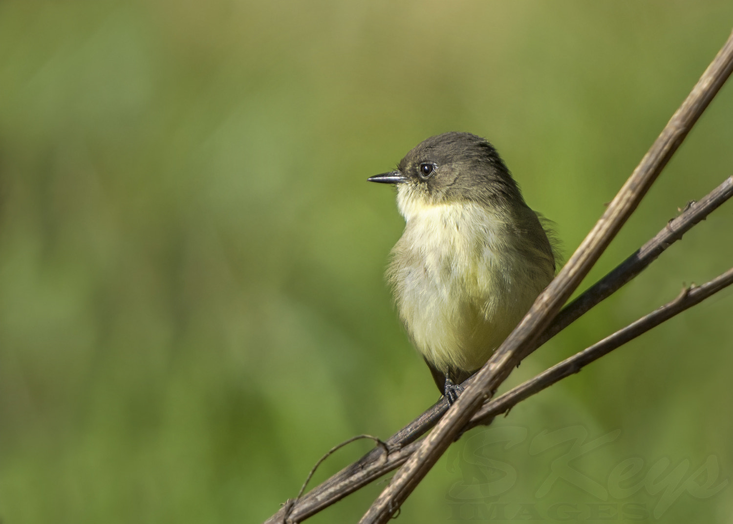 Sigma 500mm F4.5 EX DG HSM sample photo. Waiting to catch flies (eastern phoebe) photography