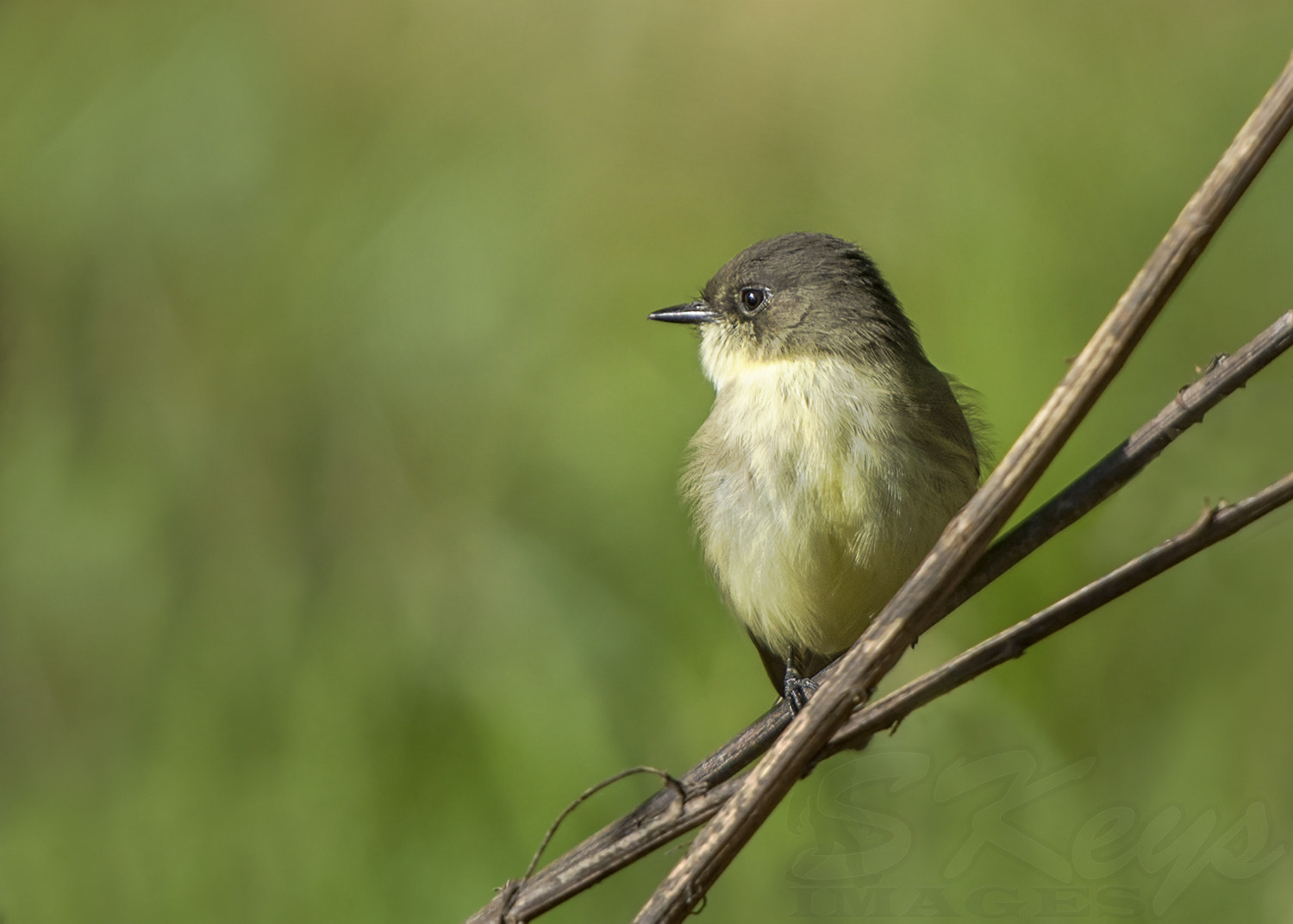 Nikon D7200 + Sigma 500mm F4.5 EX DG HSM sample photo. Waiting to catch flies (eastern phoebe) photography