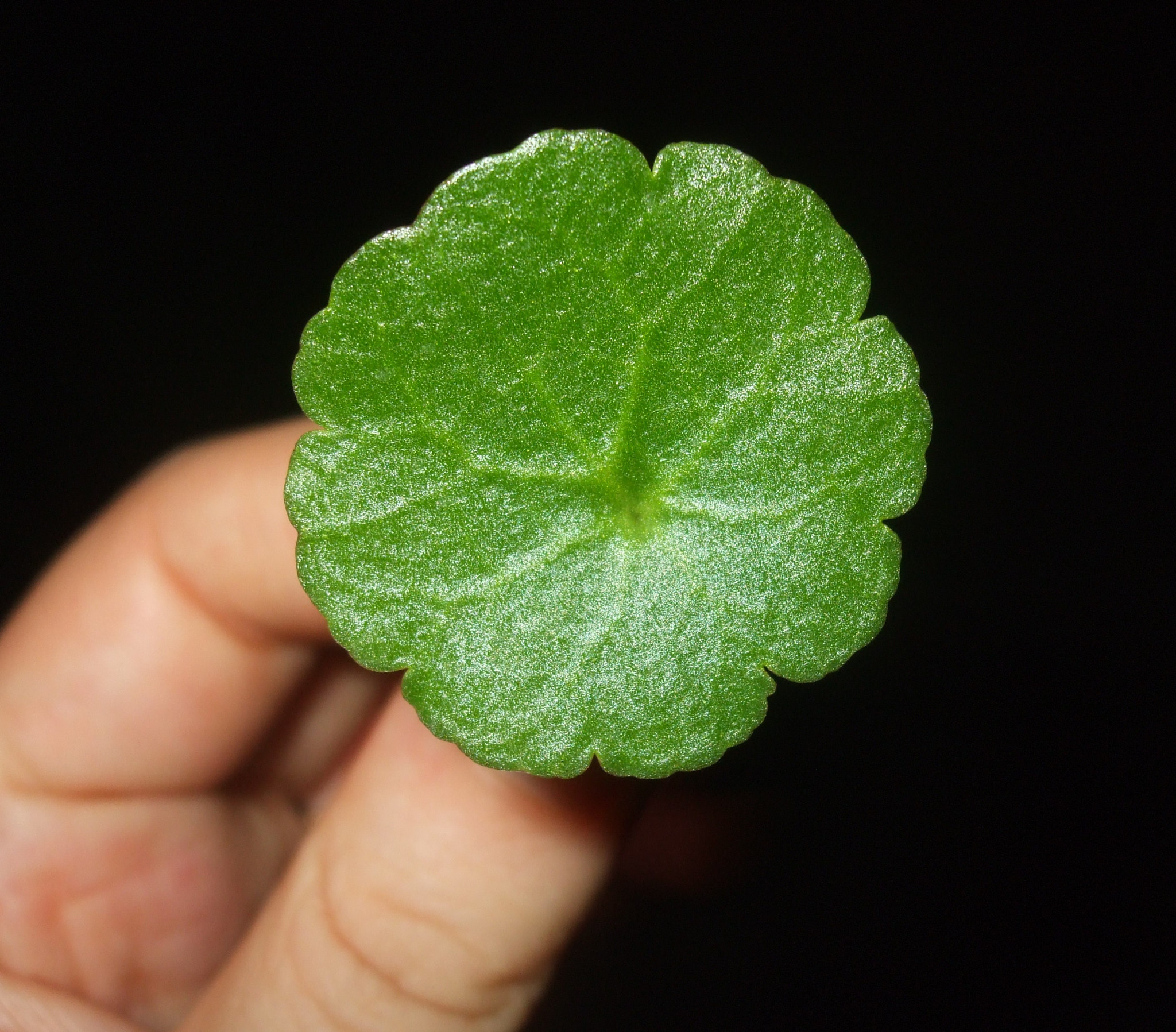 Fujifilm FinePix A820 sample photo. Just a perfectly round leaf photography