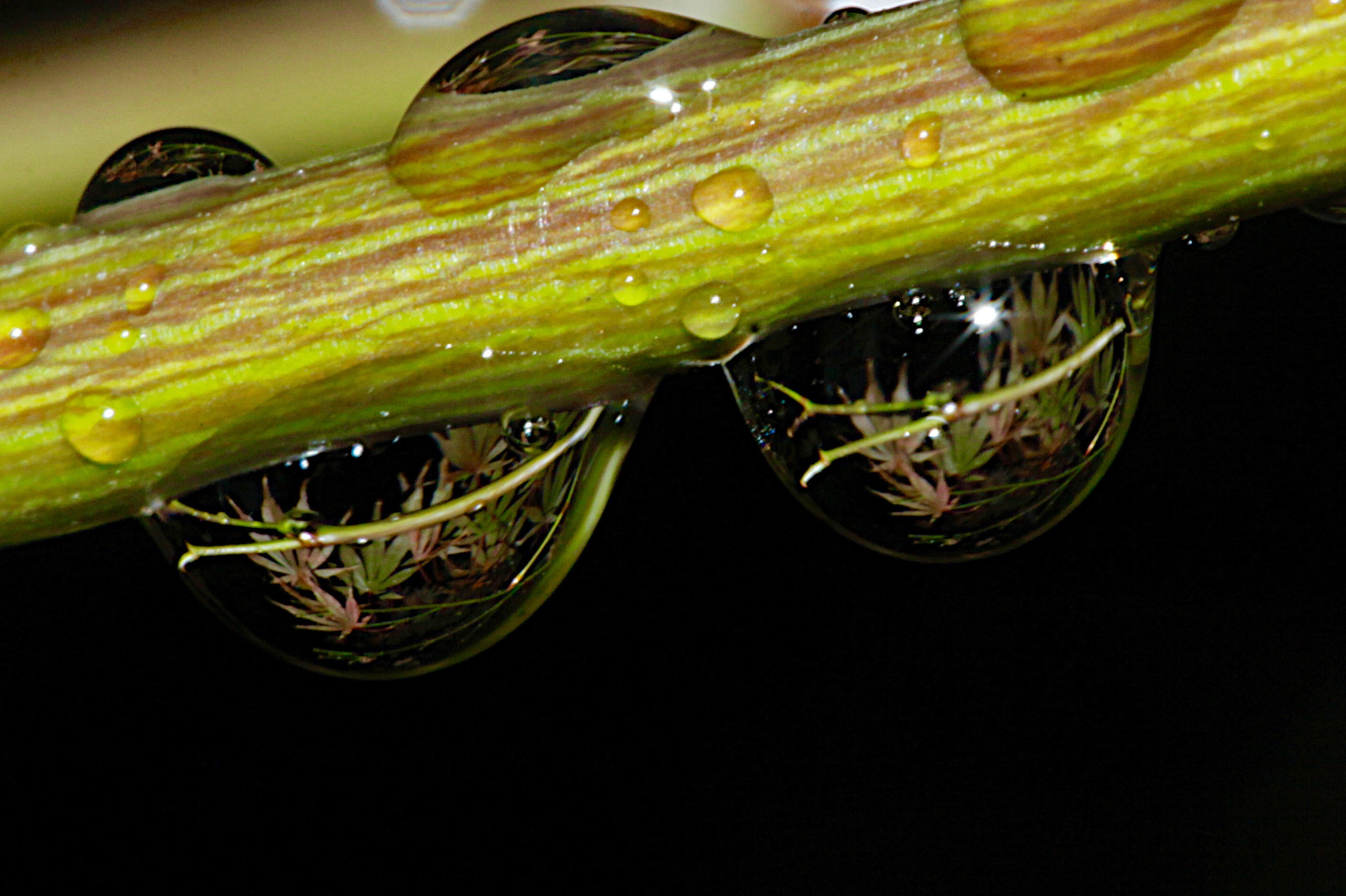 Canon EF 100mm F2.8 Macro USM sample photo. () photography