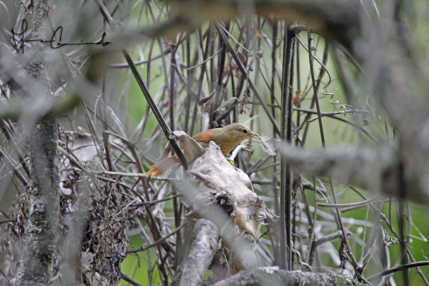 Canon EOS-1D Mark III sample photo. Aves photography