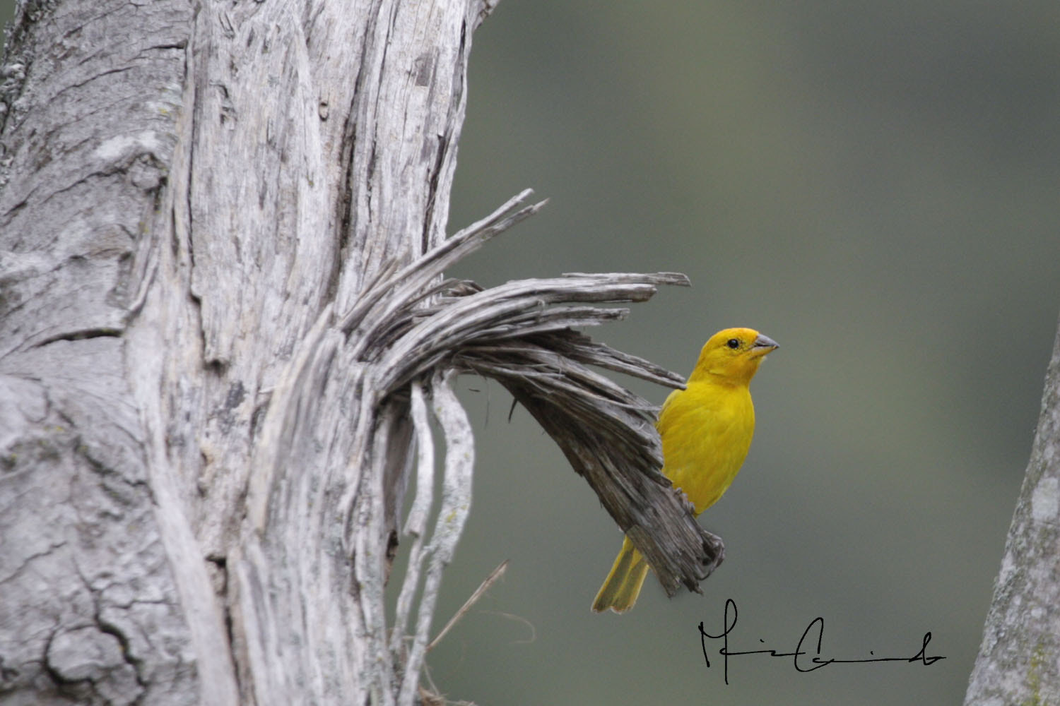 Canon EOS-1D Mark III sample photo. Aves photography