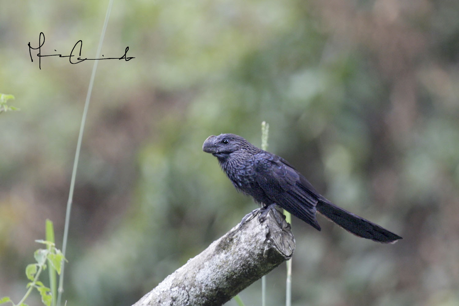 Canon EOS-1D Mark III sample photo. Aves photography