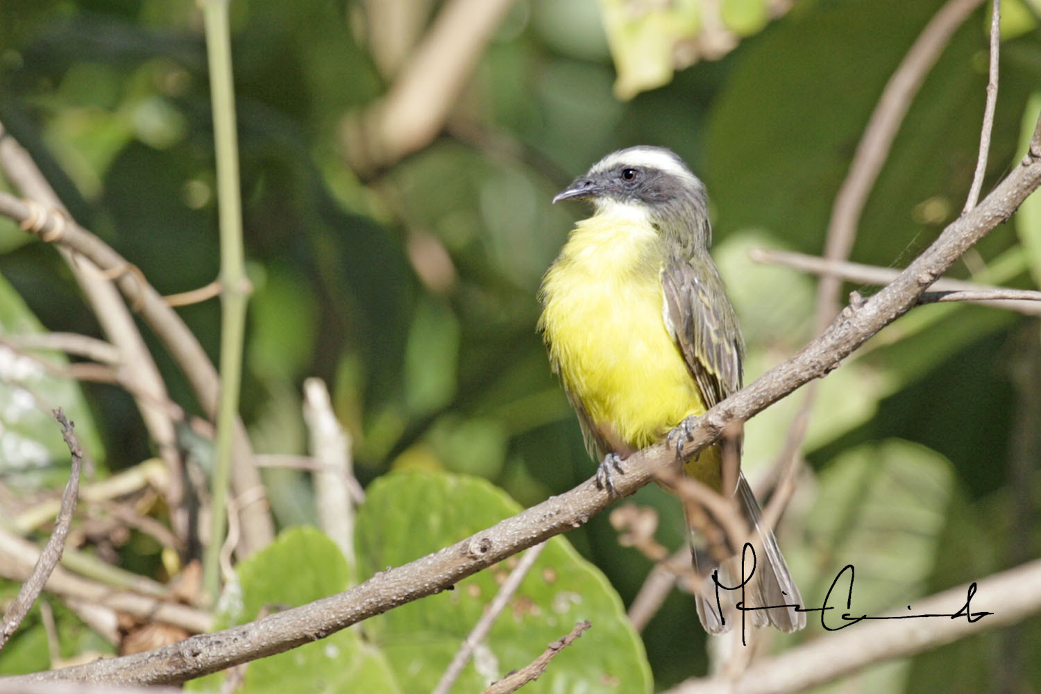 Canon EOS-1D Mark III sample photo. Aves photography
