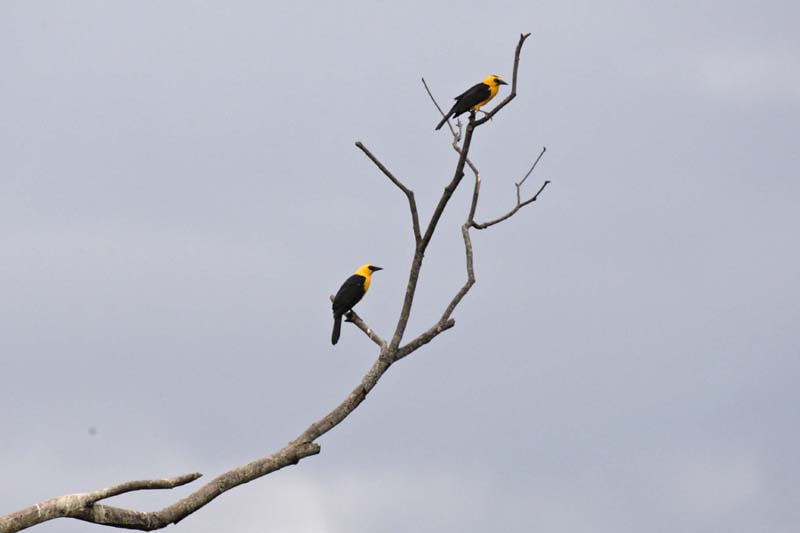 Canon EOS-1D Mark III sample photo. Aves photography