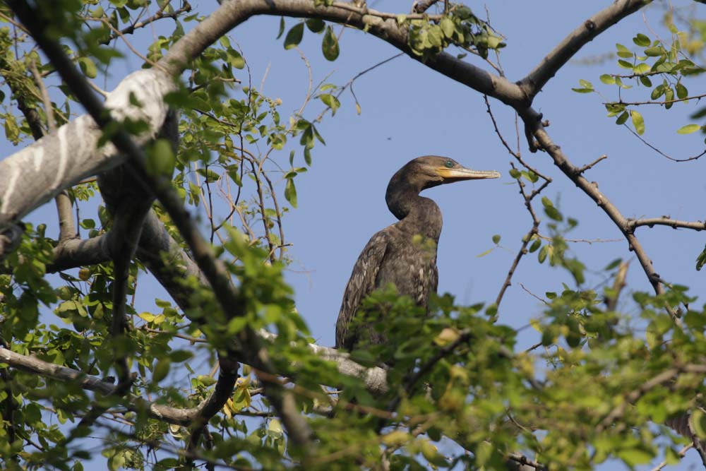 Canon EOS-1D Mark III sample photo. Aves photography