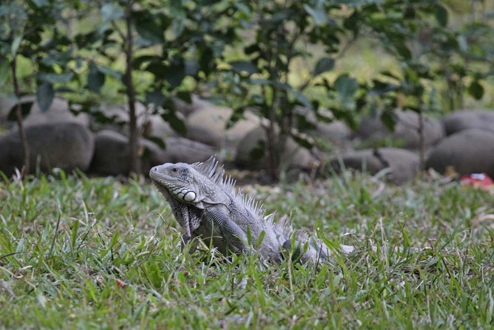Canon EOS-1D Mark III sample photo. Aves photography