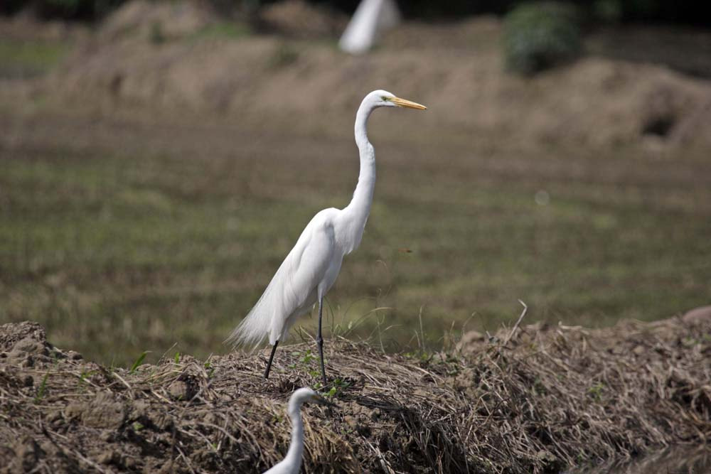 Canon EOS-1D Mark III sample photo. Aves photography