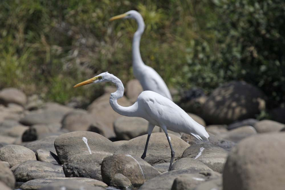Canon EOS-1D Mark III sample photo. Aves photography