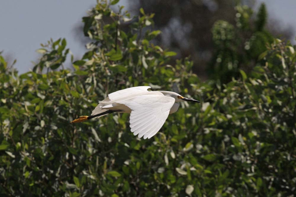 Canon EOS-1D Mark III sample photo. Aves photography
