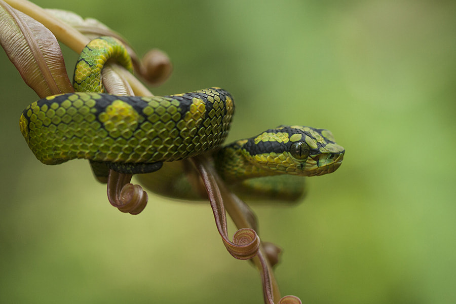 Canon EF 100mm F2.8 Macro USM sample photo. Img photography