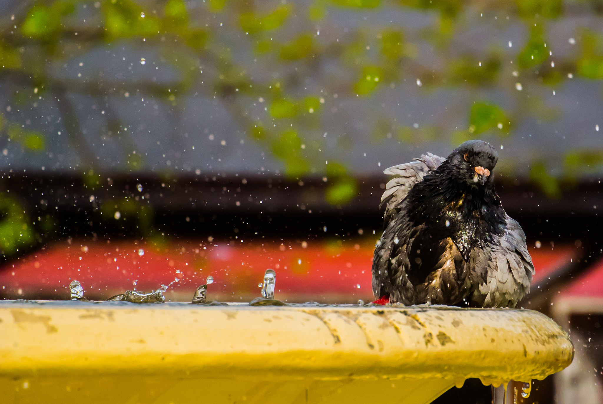 Nikon 1 Nikkor VR 30-110mm F3.8-5.6 sample photo. Taking a bath photography