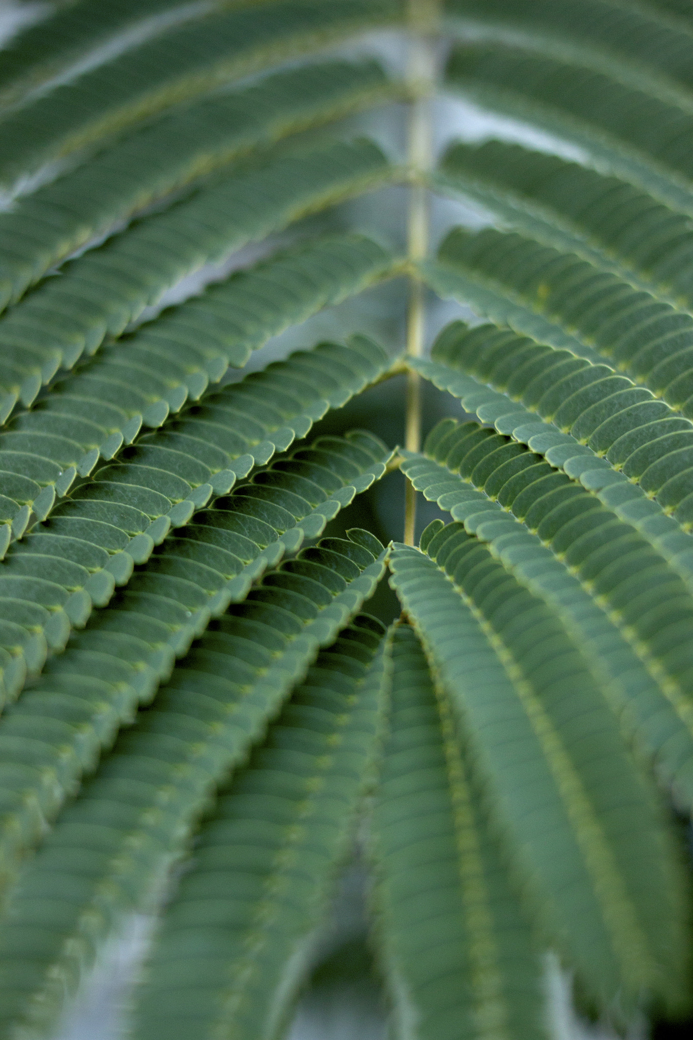 Canon EF 40mm F2.8 STM sample photo. Connected photography