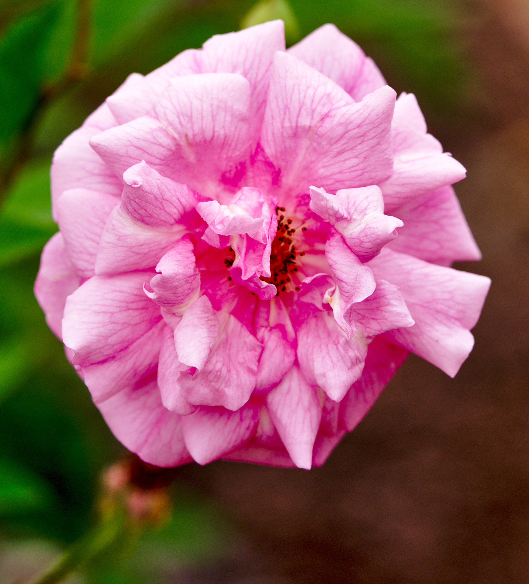 Manual Lens No CPU sample photo. Natchitnoches noisette / hybrid rose photography