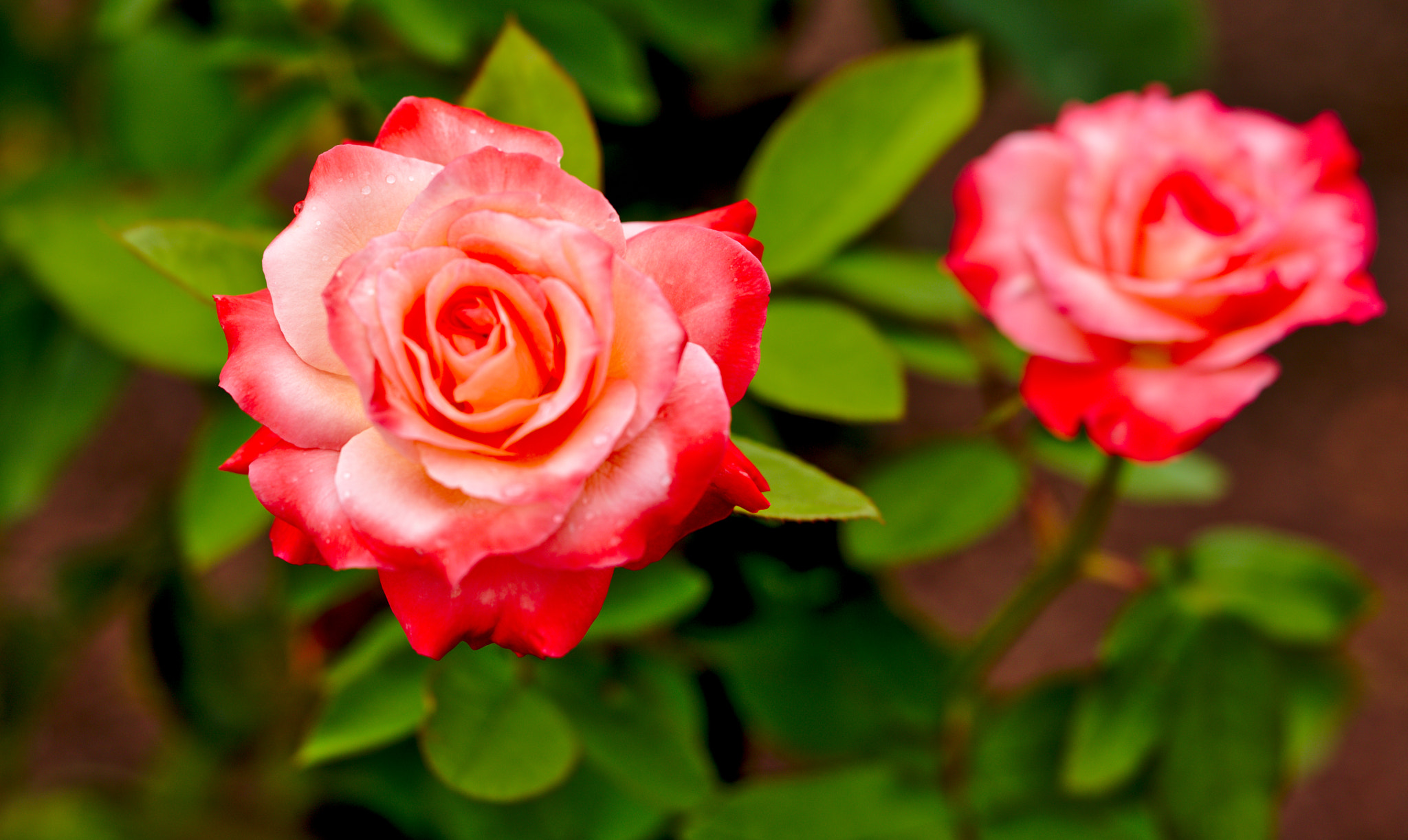 Manual Lens No CPU sample photo. "limelight" / a hybrid rose photography