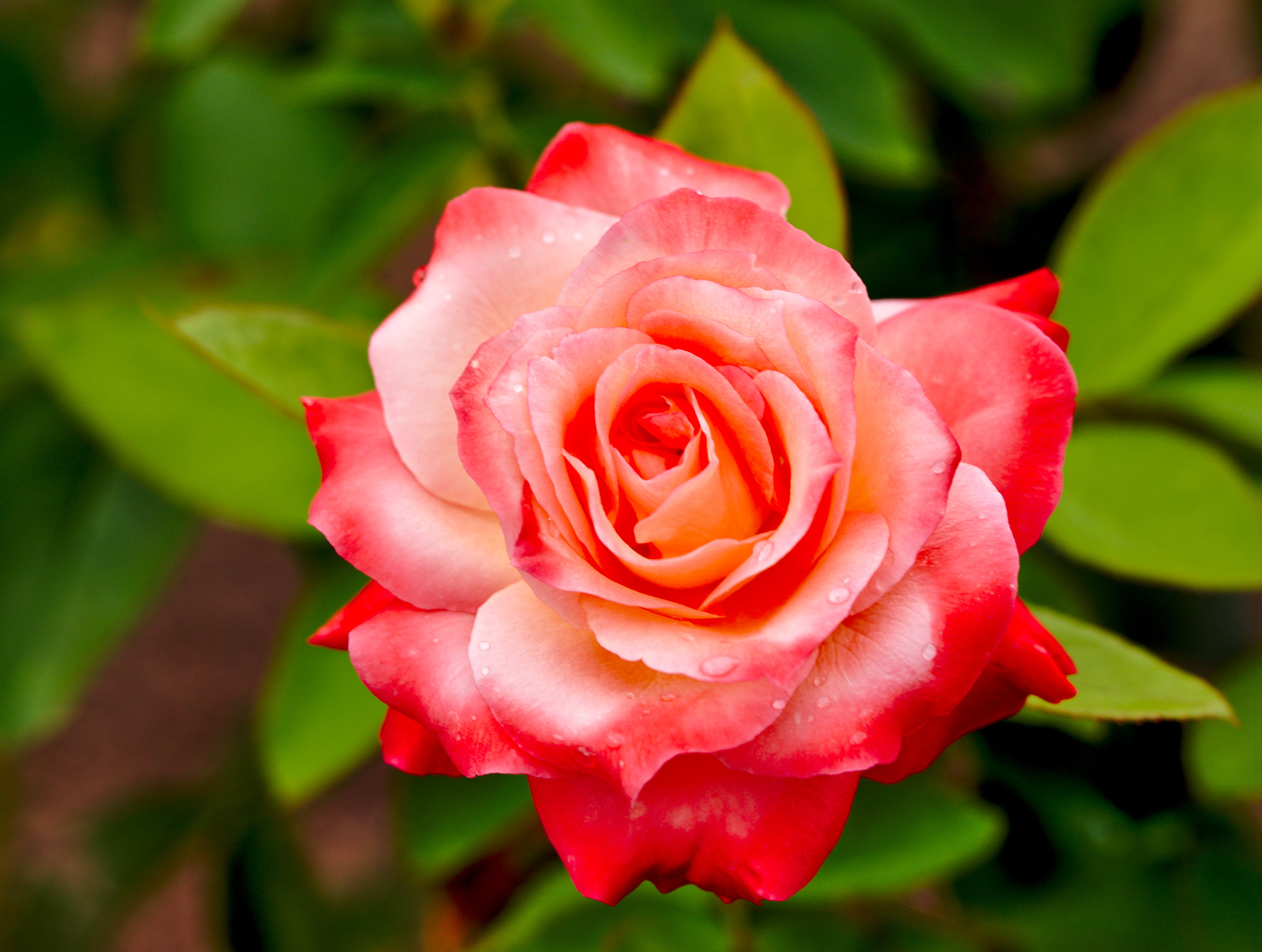 Manual Lens No CPU sample photo. "limelight" / a hybrid rose photography