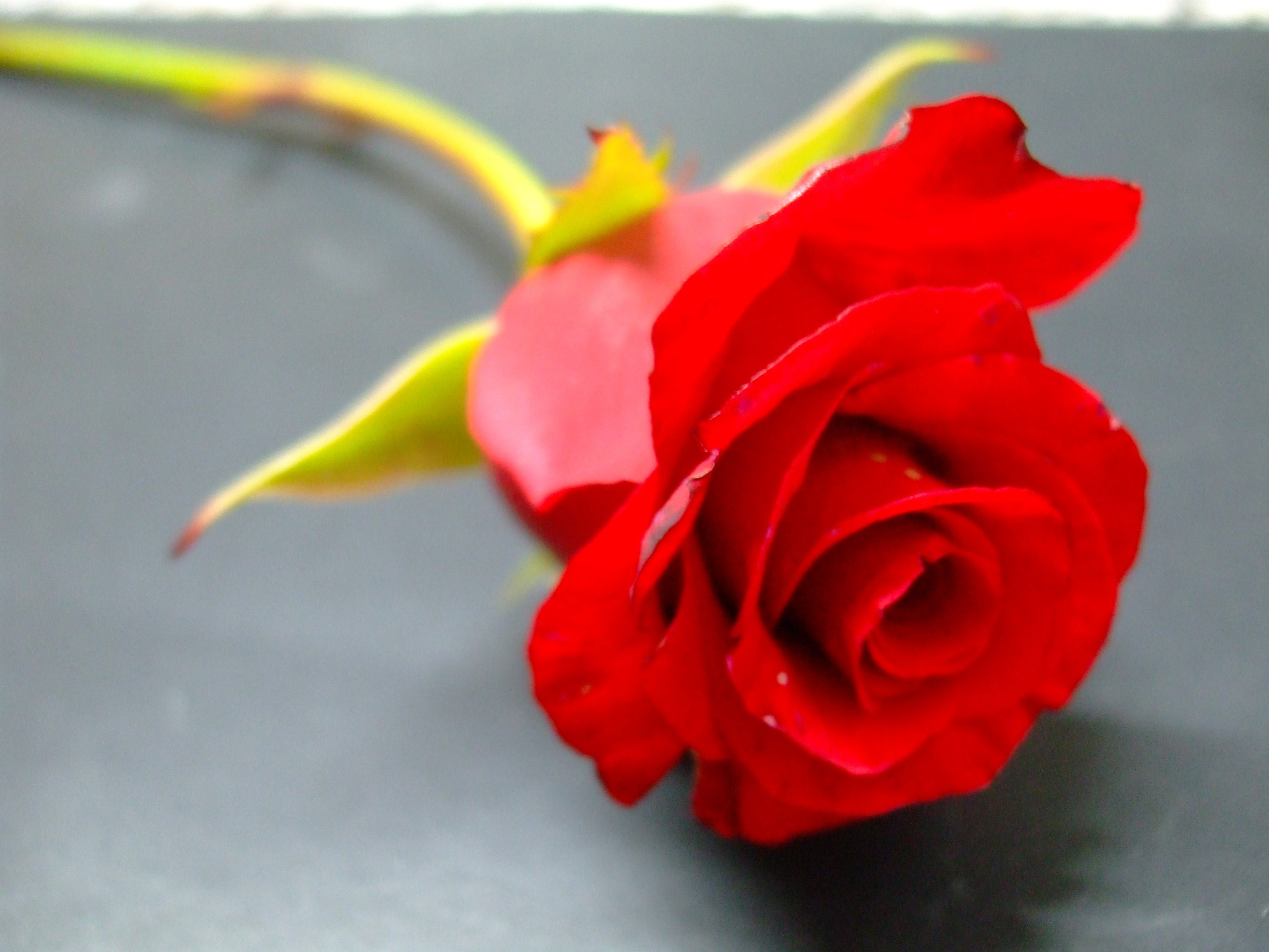 Fujifilm FinePix A820 sample photo. Red rose photography