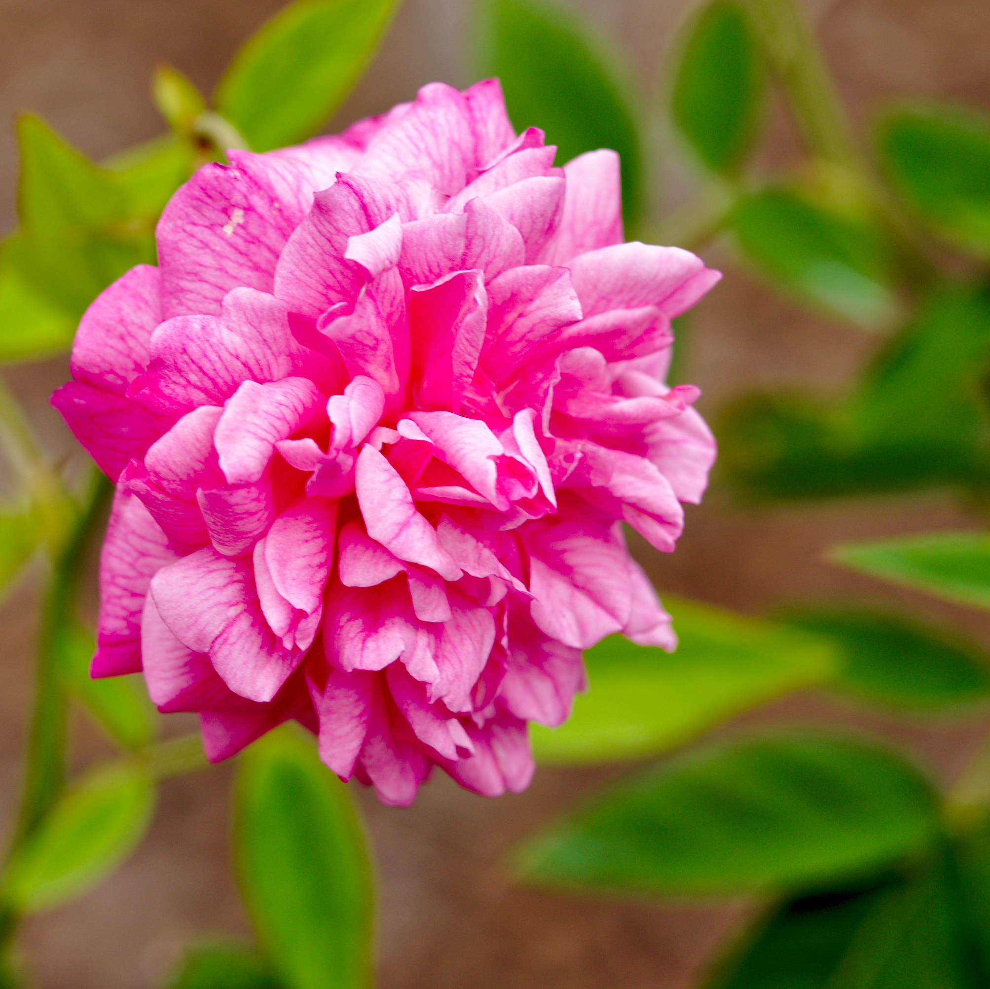Manual Lens No CPU sample photo. "natchitoches noisette" - a hybrid rose photography