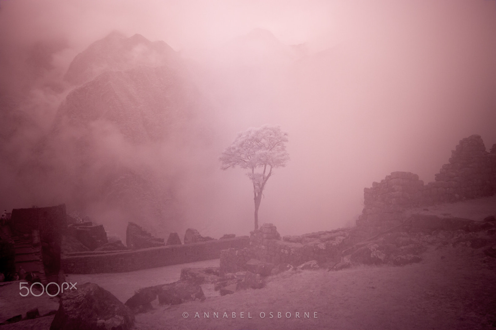Canon EOS 50D sample photo. Queen of trees at machu picchu photography