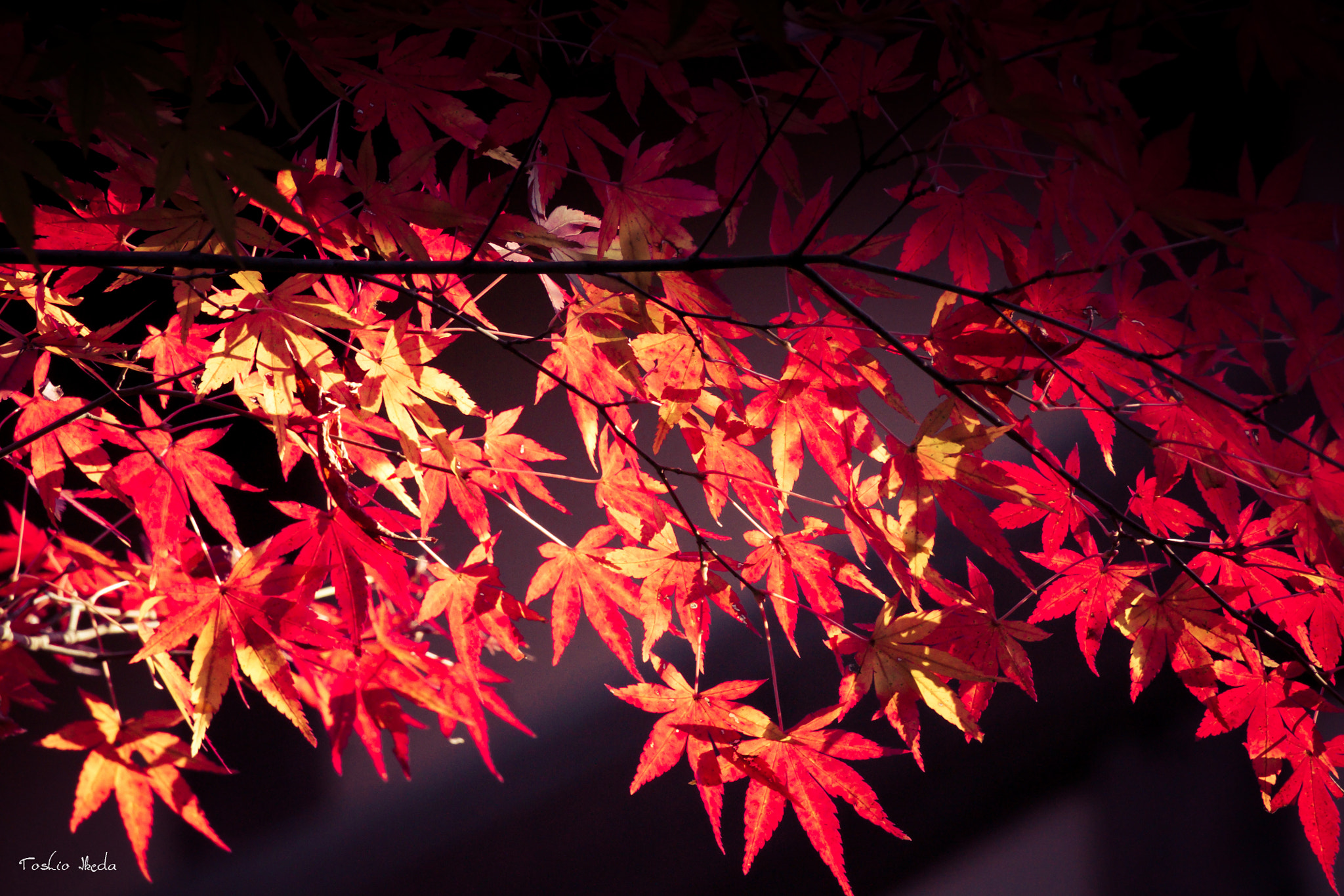 Sony Alpha DSLR-A700 sample photo. Autumn leaves photography