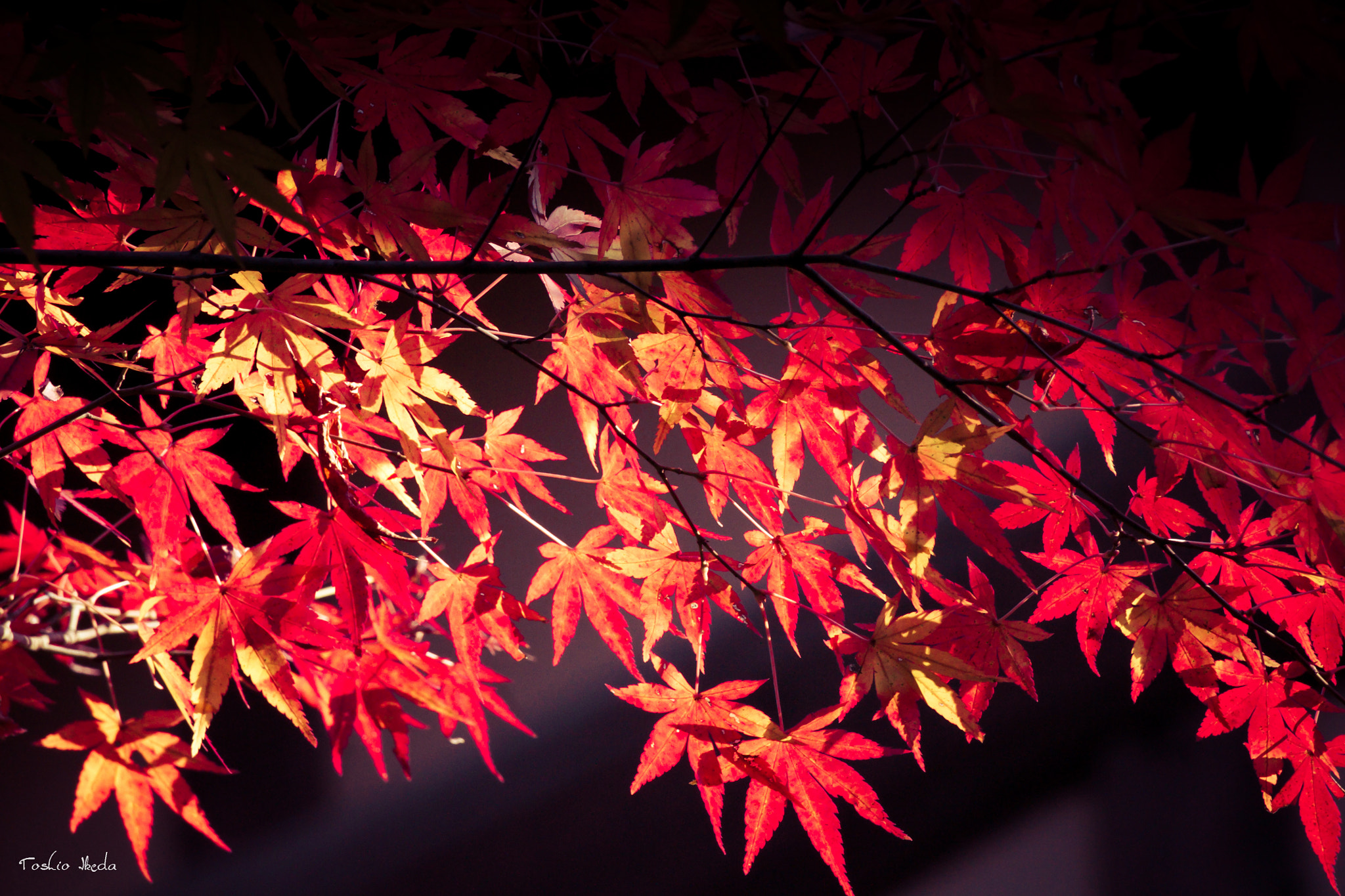 Sony 70-300mm F4.5-5.6 G SSM sample photo. Autumn leaves photography