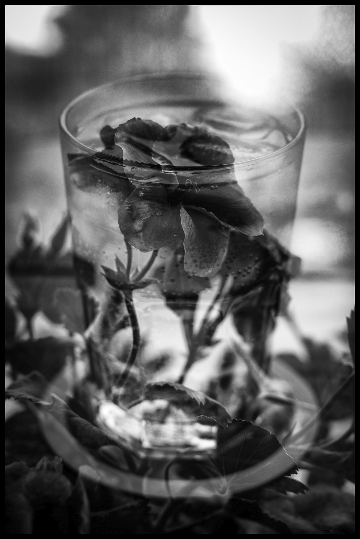 Pentax K-5 IIs sample photo. Gin & tonic & botanicals photography