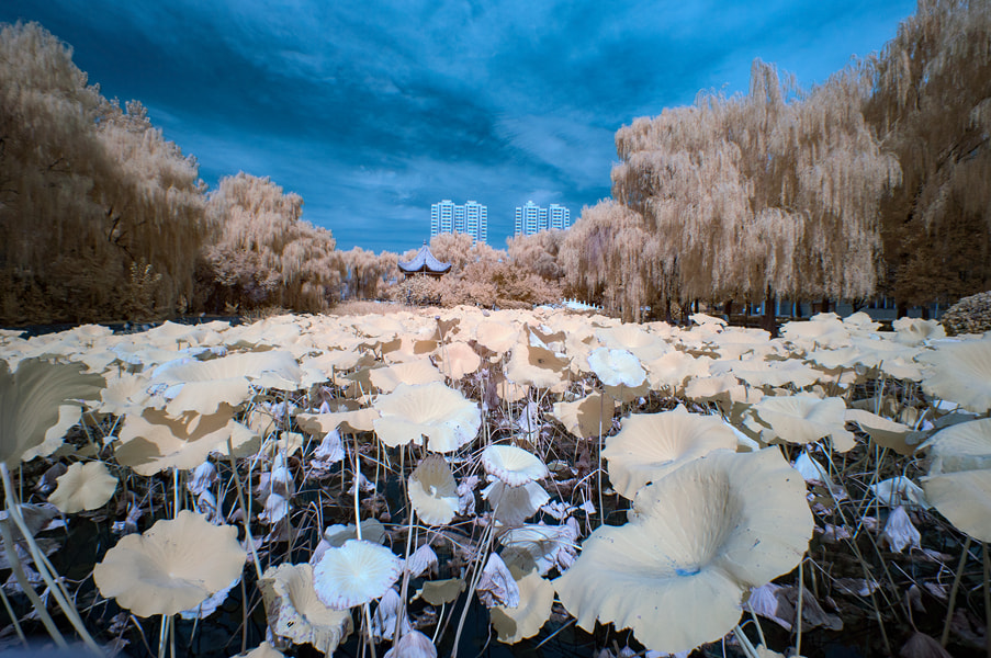 Sony Alpha NEX-5N + Sony E 16mm F2.8 sample photo. 荷塘深秋2（红外） photography