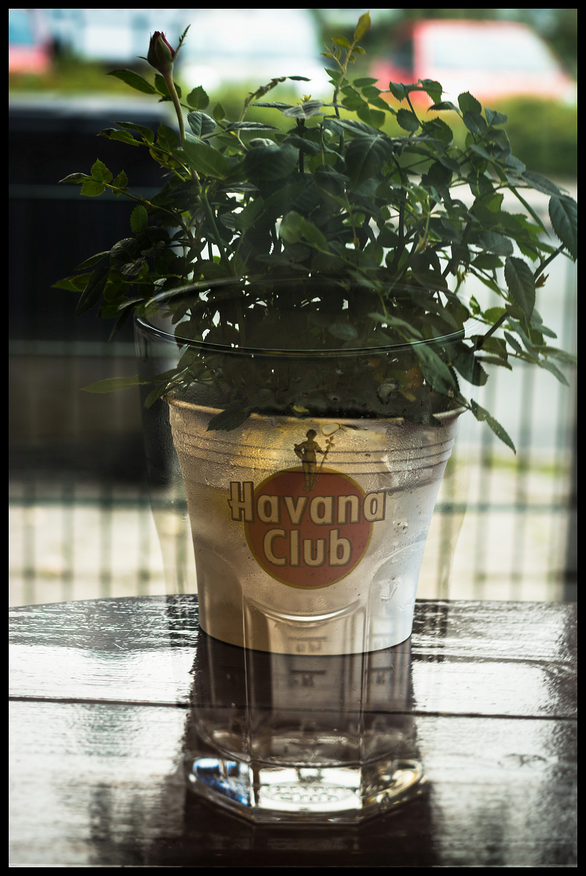 Pentax K-5 IIs sample photo. Havana club bush photography