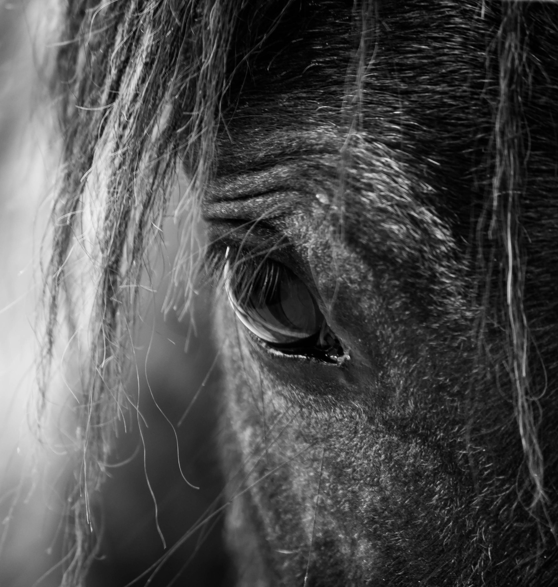 Pentax K-r + smc PENTAX-DA L 50-200mm F4-5.6 ED sample photo. Horses photography