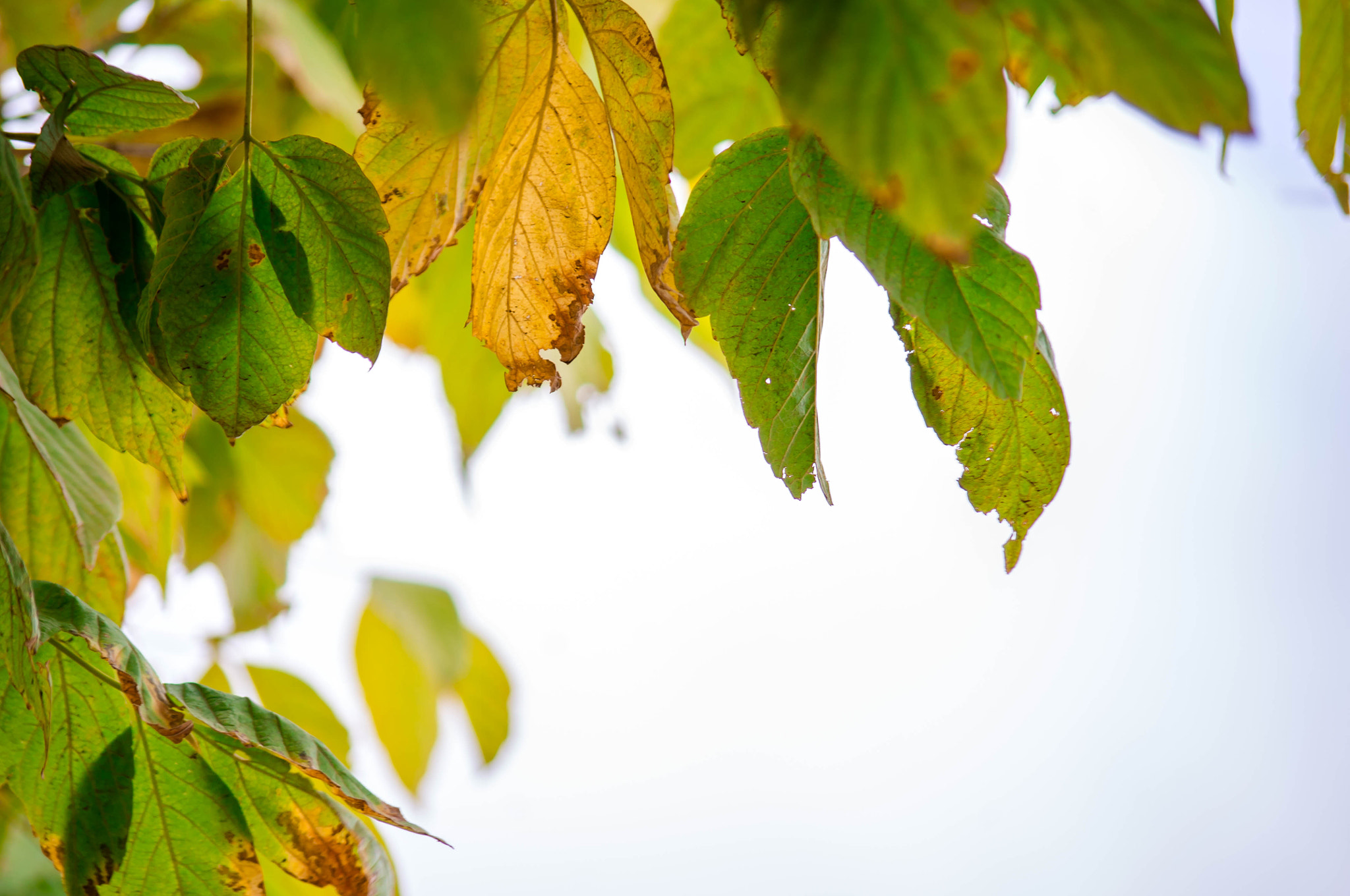 Pentax K-r sample photo. Fall photography