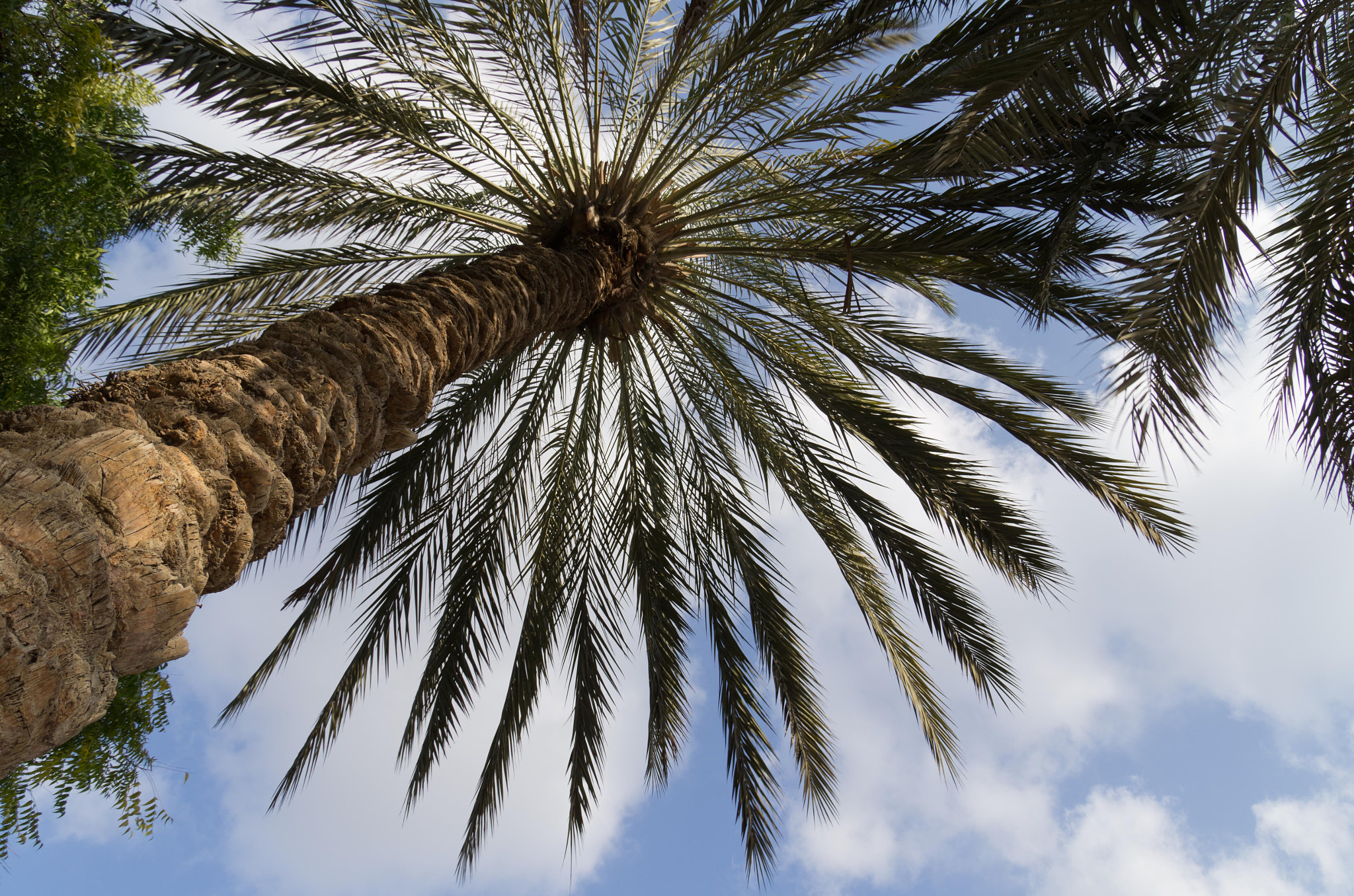 Pentax smc DA* 16-50mm F2.8 ED AL (IF) SDM sample photo. Date palm photography