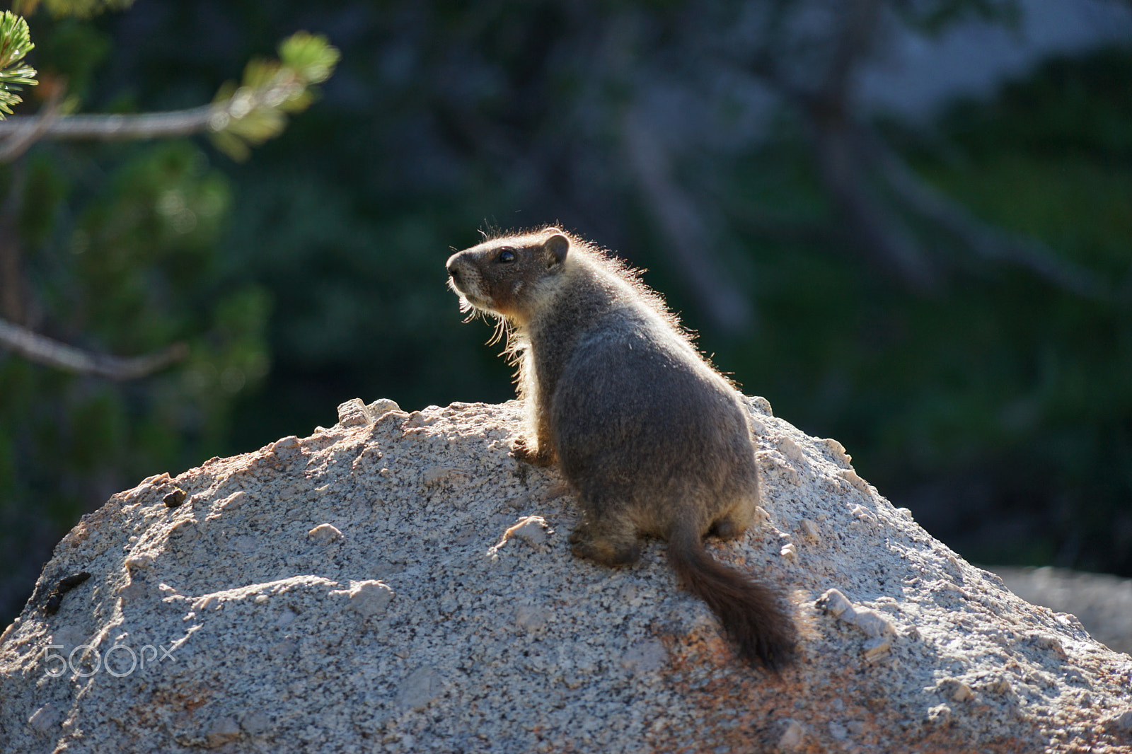 Sony FE 24-240mm F3.5-6.3 OSS sample photo. Yosemite trip august # photography