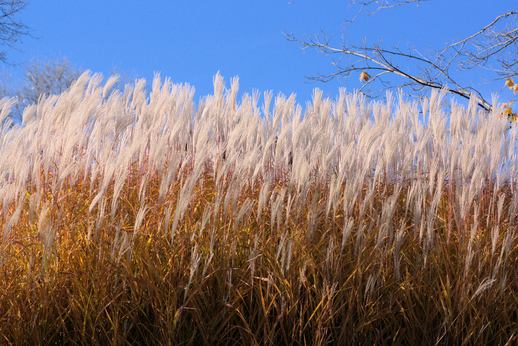 Sony SLT-A77 + Minolta AF 50mm F1.4 [New] sample photo. White feathered grass photography