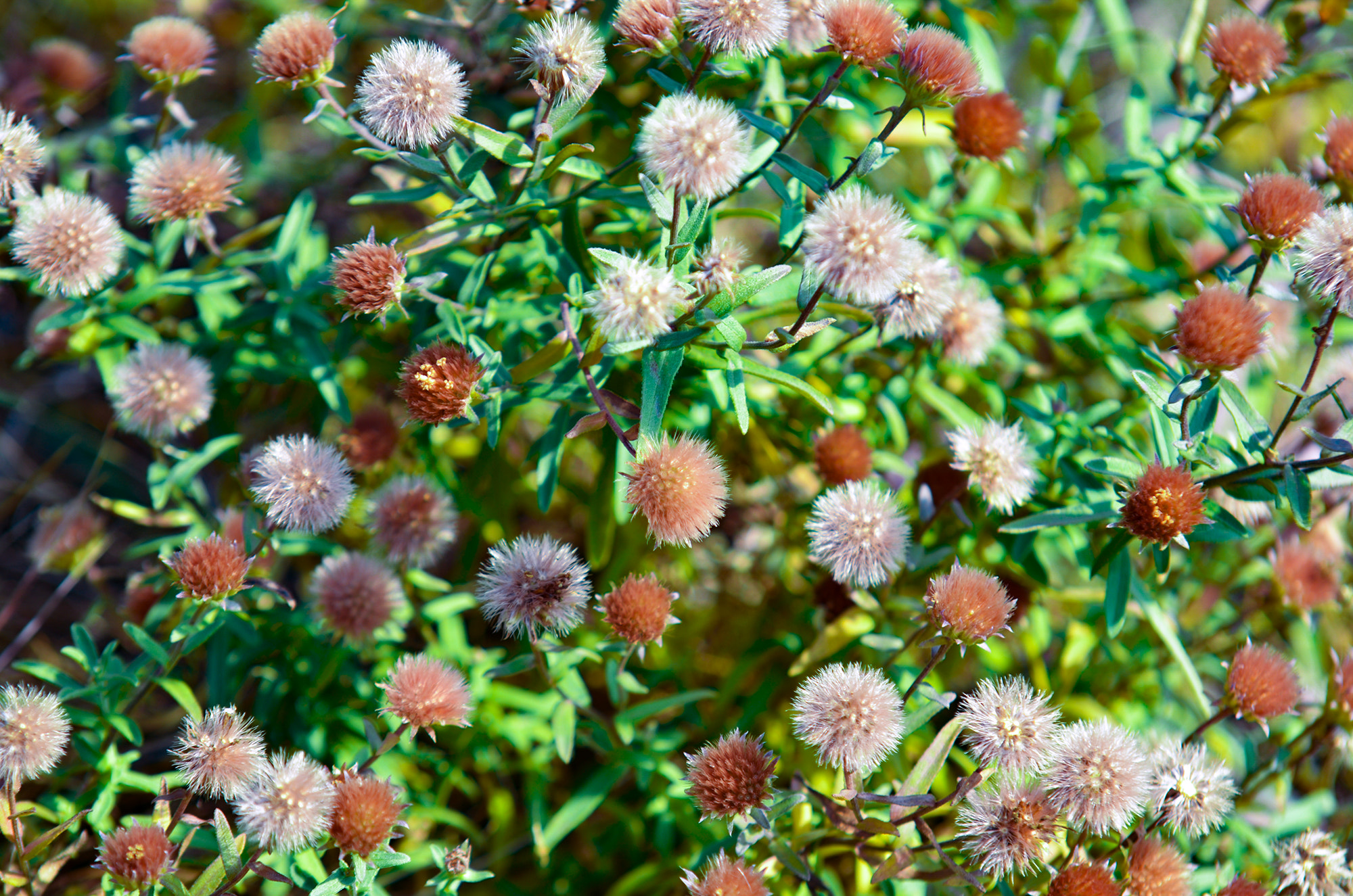Sigma 70-200mm F2.8 EX DG Macro HSM II sample photo. Dhw photography