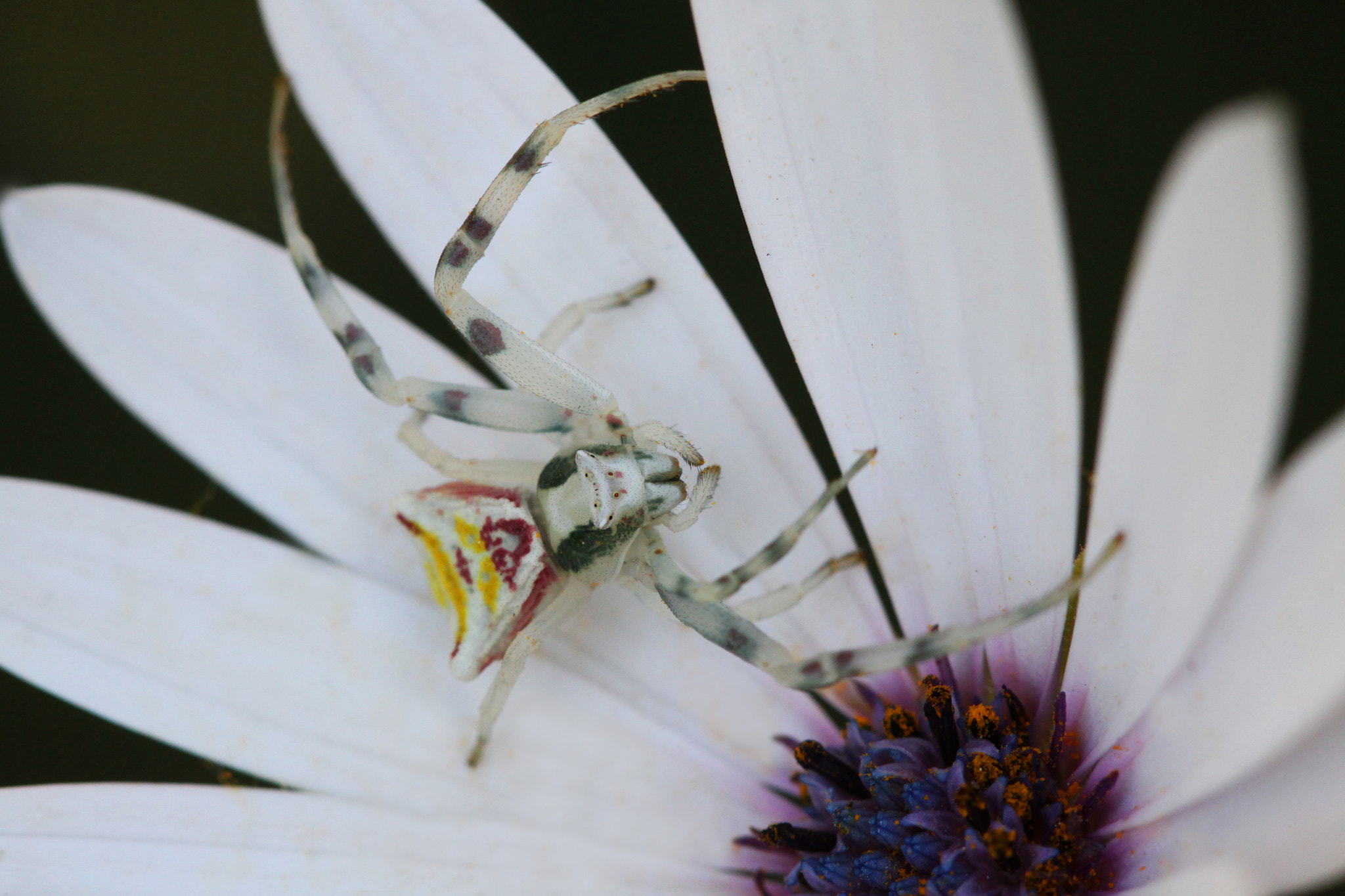 Canon EF 100mm F2.8 Macro USM sample photo. The trap photography